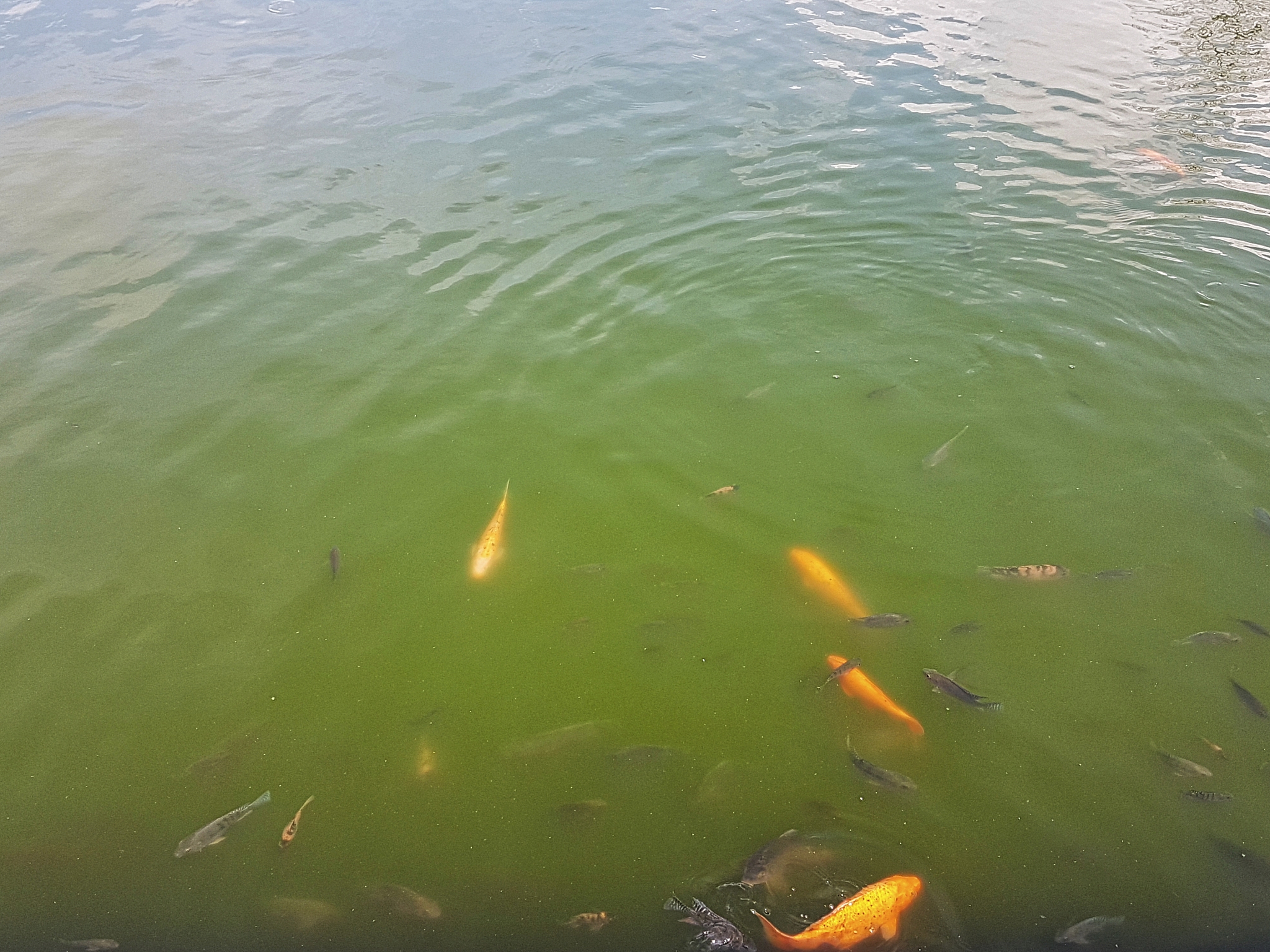 养鱼过程经常死鱼怎么避免