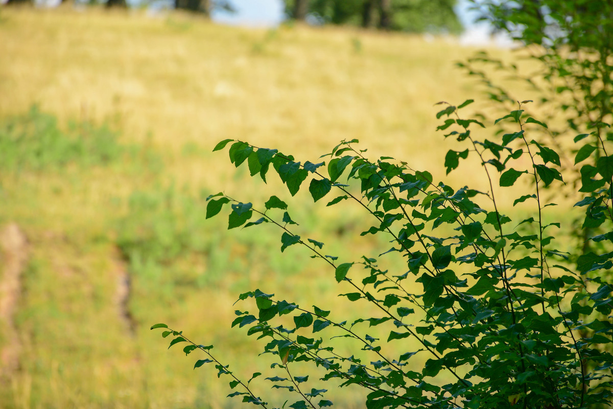 微风、阳光、树叶：夏日田园的静谧之美