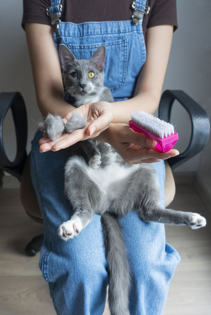 猫咪的伊丽莎白圈有什么用