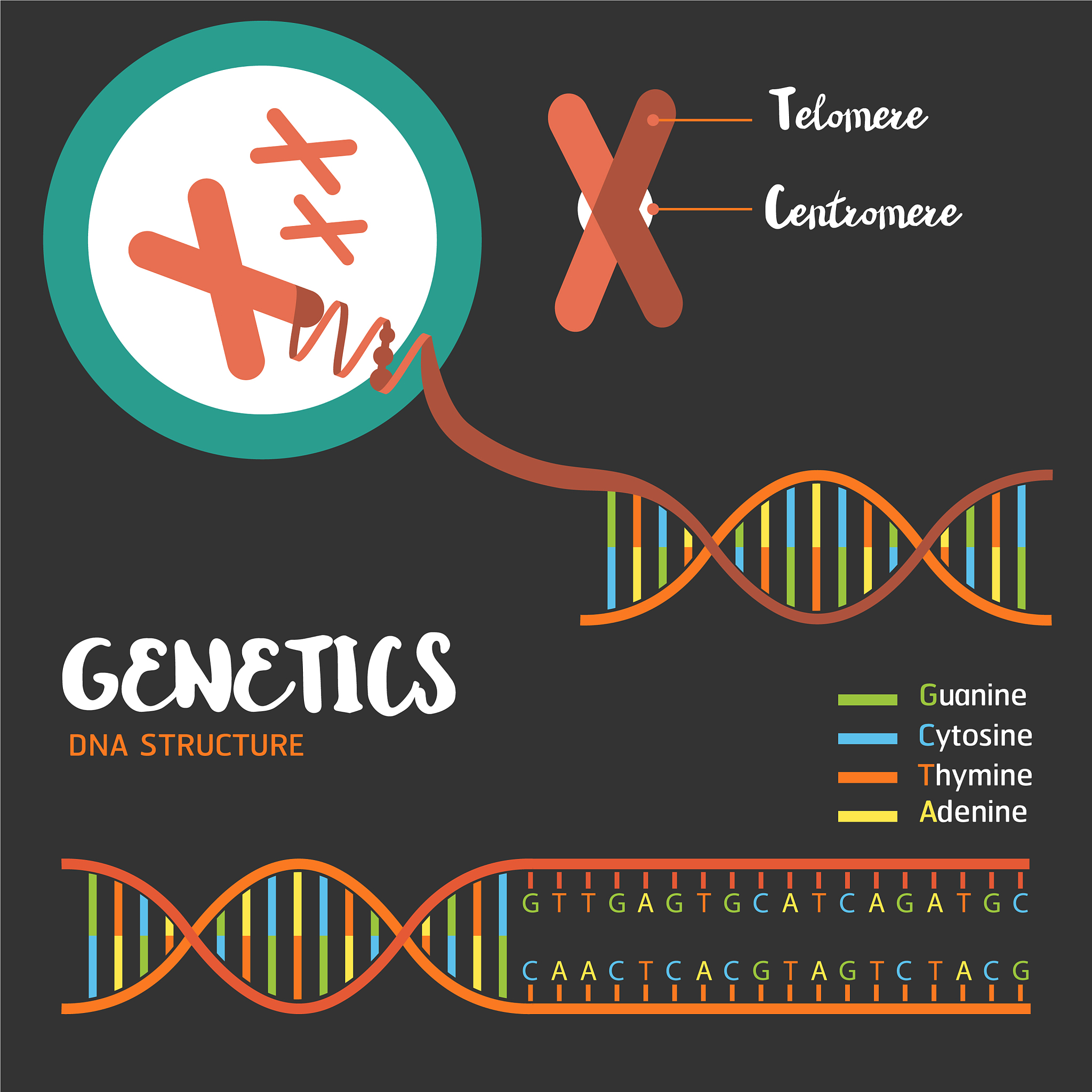 为了在一个特定的靶向位点上进行DNA甲基化研究人员将来自DNA甲基化转移酶DNA methyltransferaseDNMT家族的DNA甲基化结构域与dCas9融合靶向增加DNA的甲基化水平从而实现长期的基因沉默141 142。除了靶向DNA甲基化外内源性DNA去甲基化是由TETten-eleven translocationTET蛋白介导的143将TET1催化结构域与dCas9融合可以选择性地去