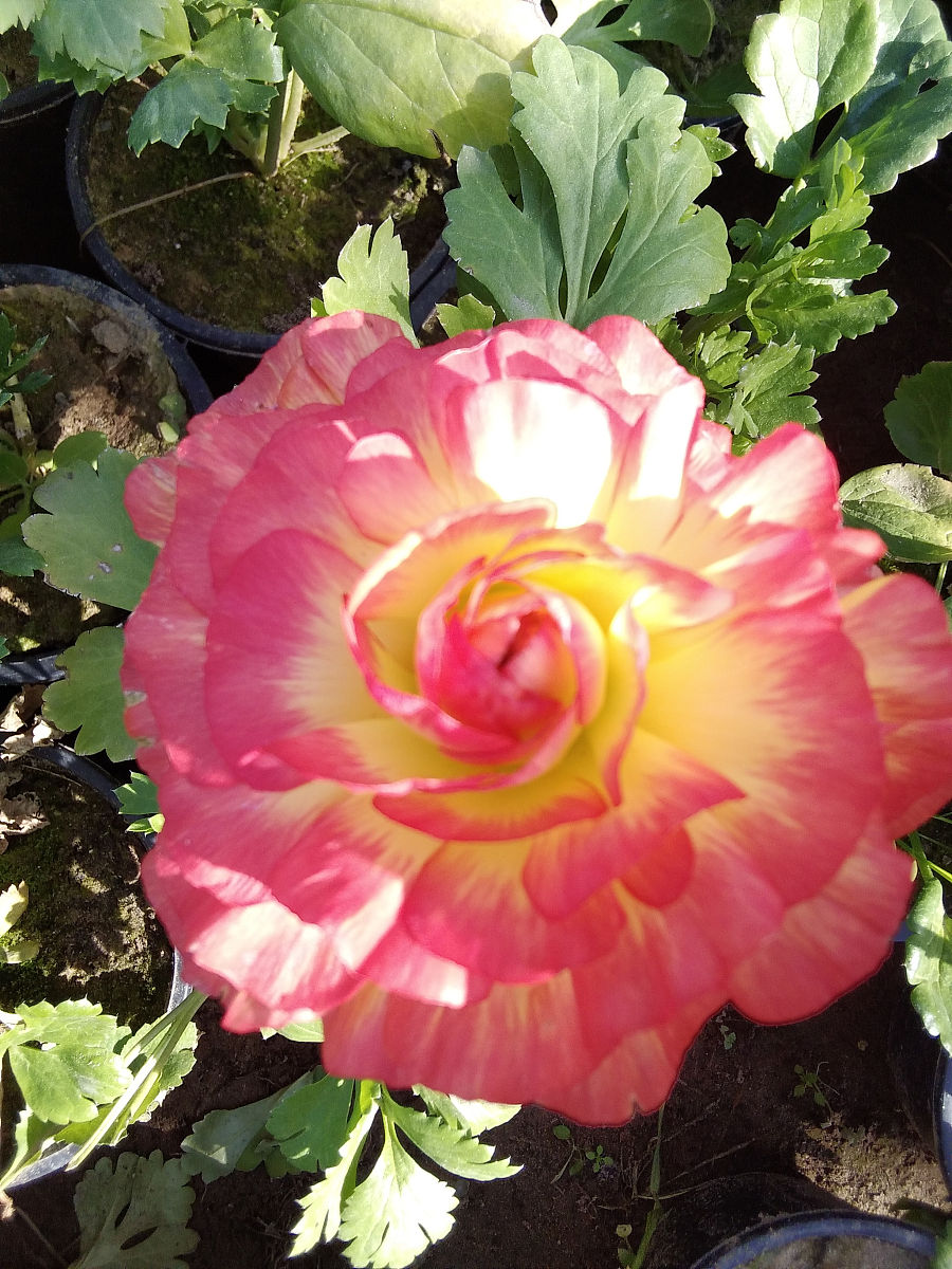 芭芭拉与甜甜花：谁更甜蜜？
