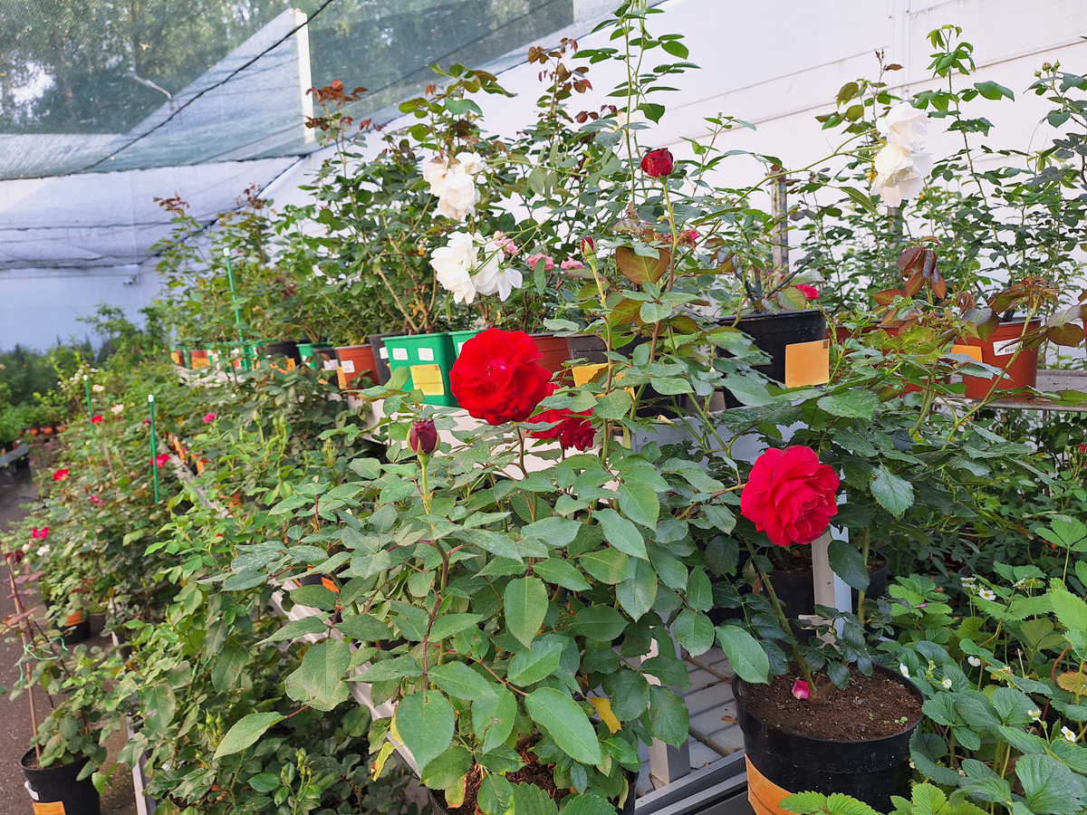 请不少于800汉字的博客文章不要和网上的文章有重复语言要幽默风趣。主题是：施什么肥让月季花又多又大？月季施什么肥开花多