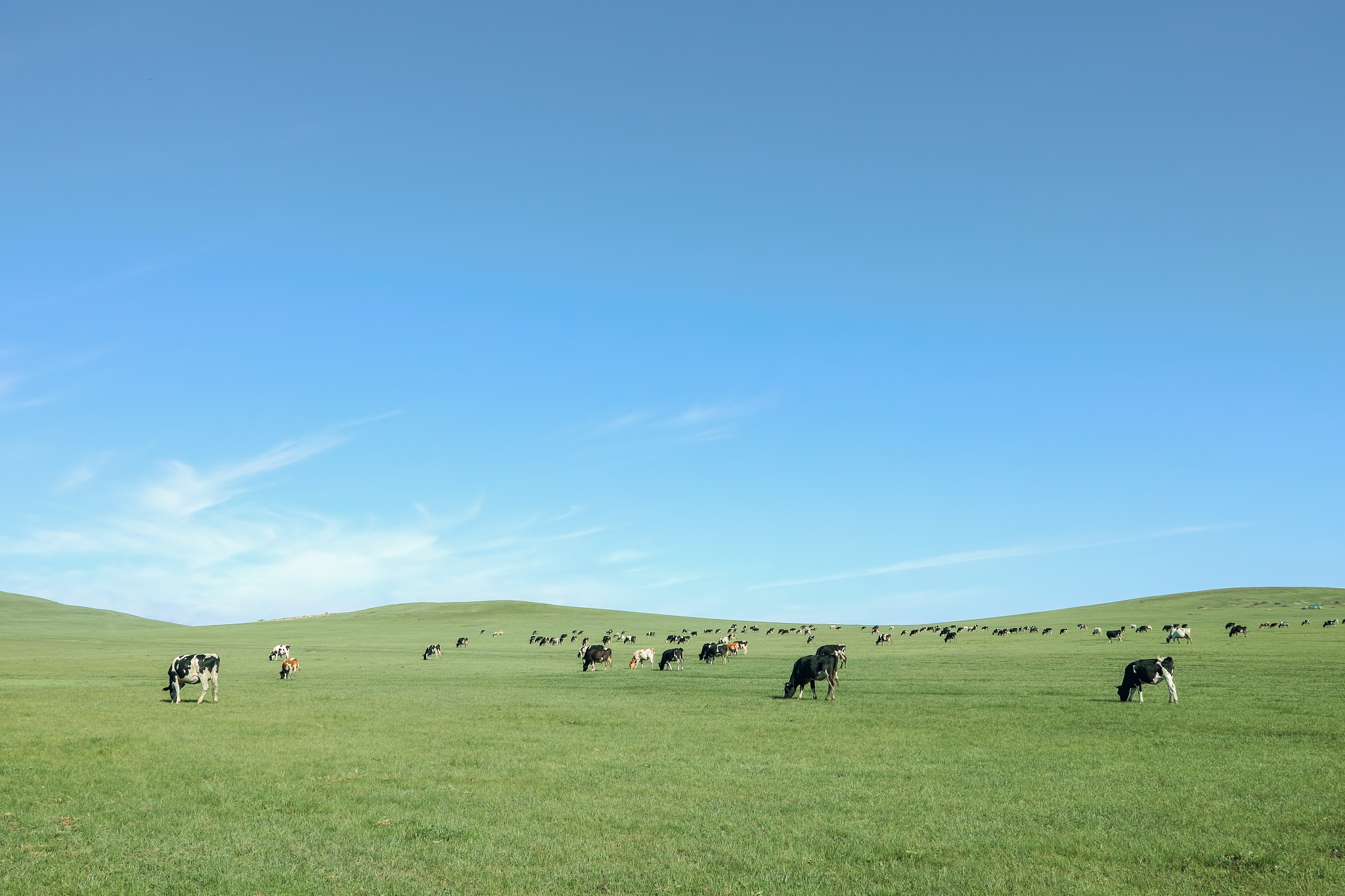 呼伦贝尔草原的评价