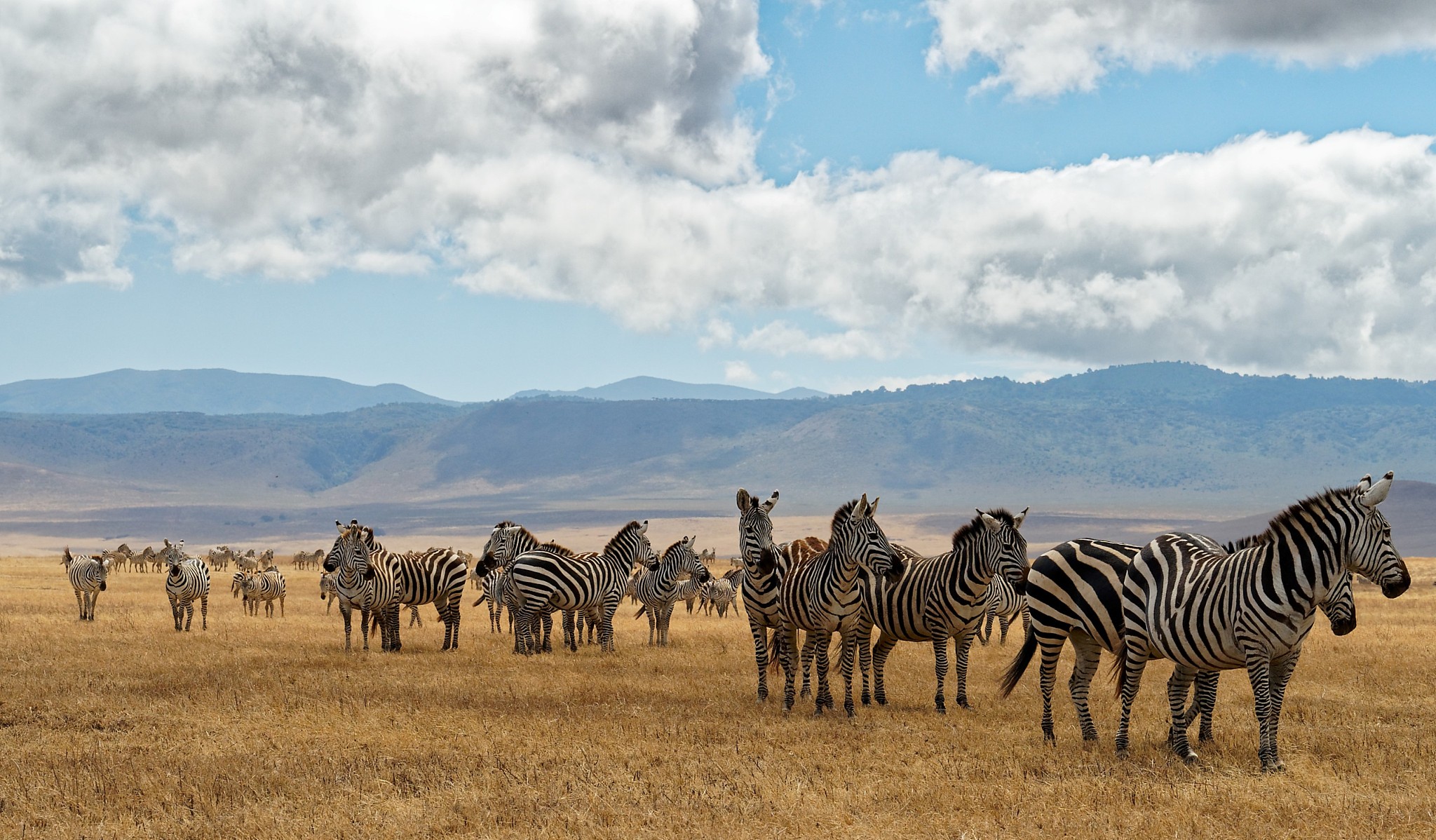 zebras in serengeti national park, mugumu, tanzania, mara region