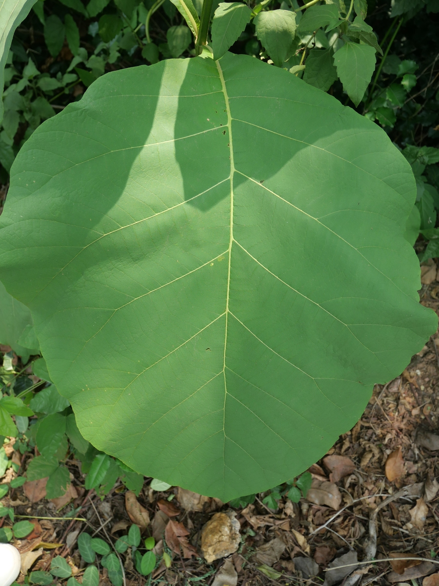 梧桐叶形状 - 掌状复叶的独特形态