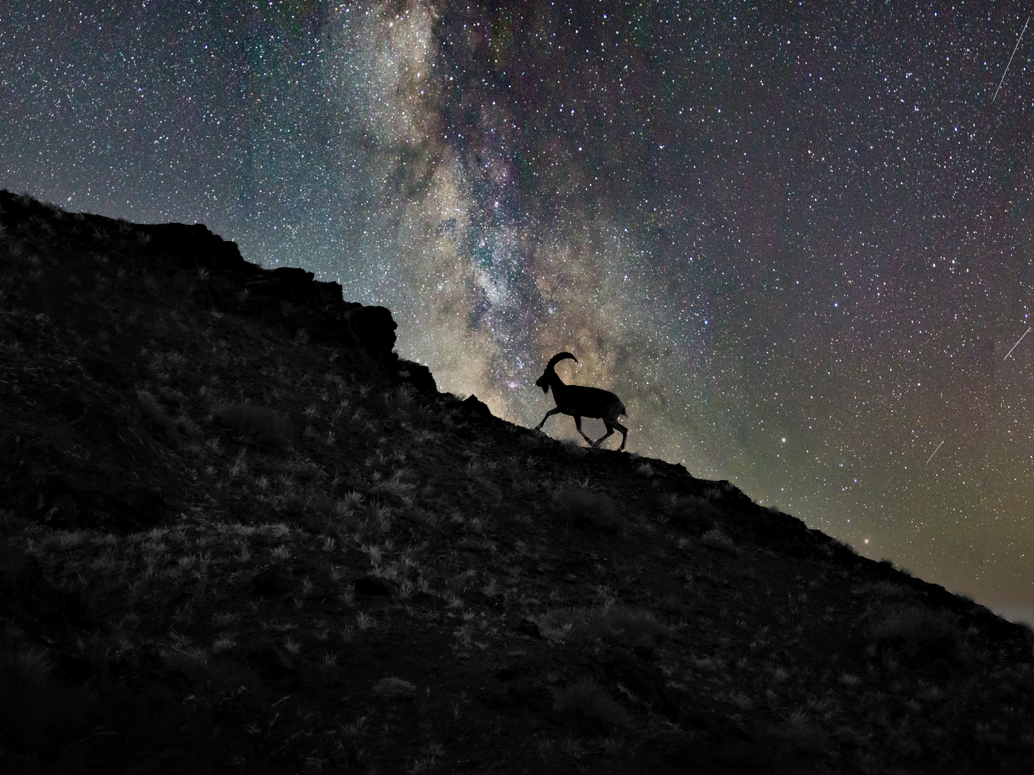 silhouette of ibex on a mountains of  desert at with the milky w