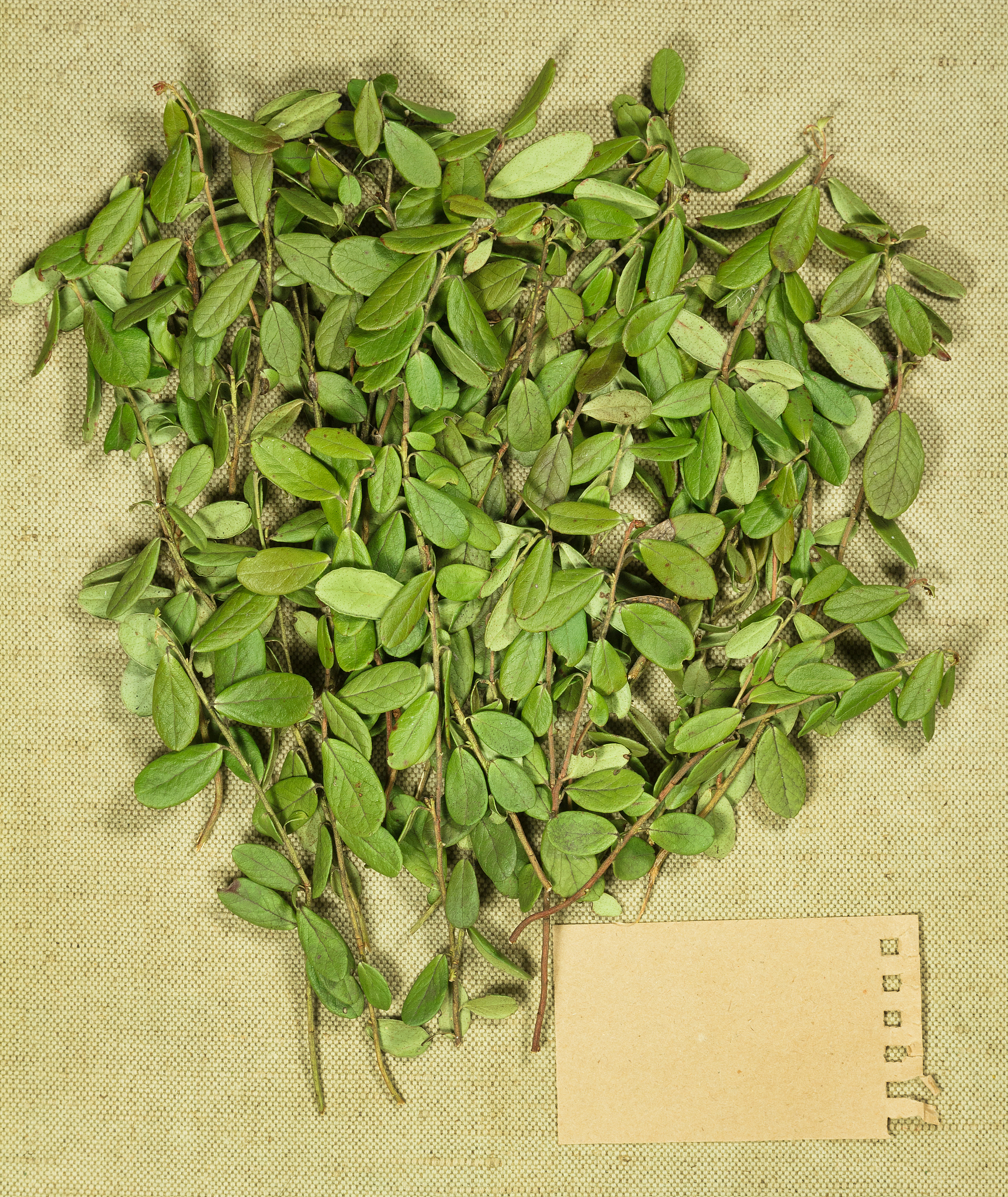 藤茶长期喝好吗？安全饮用指南