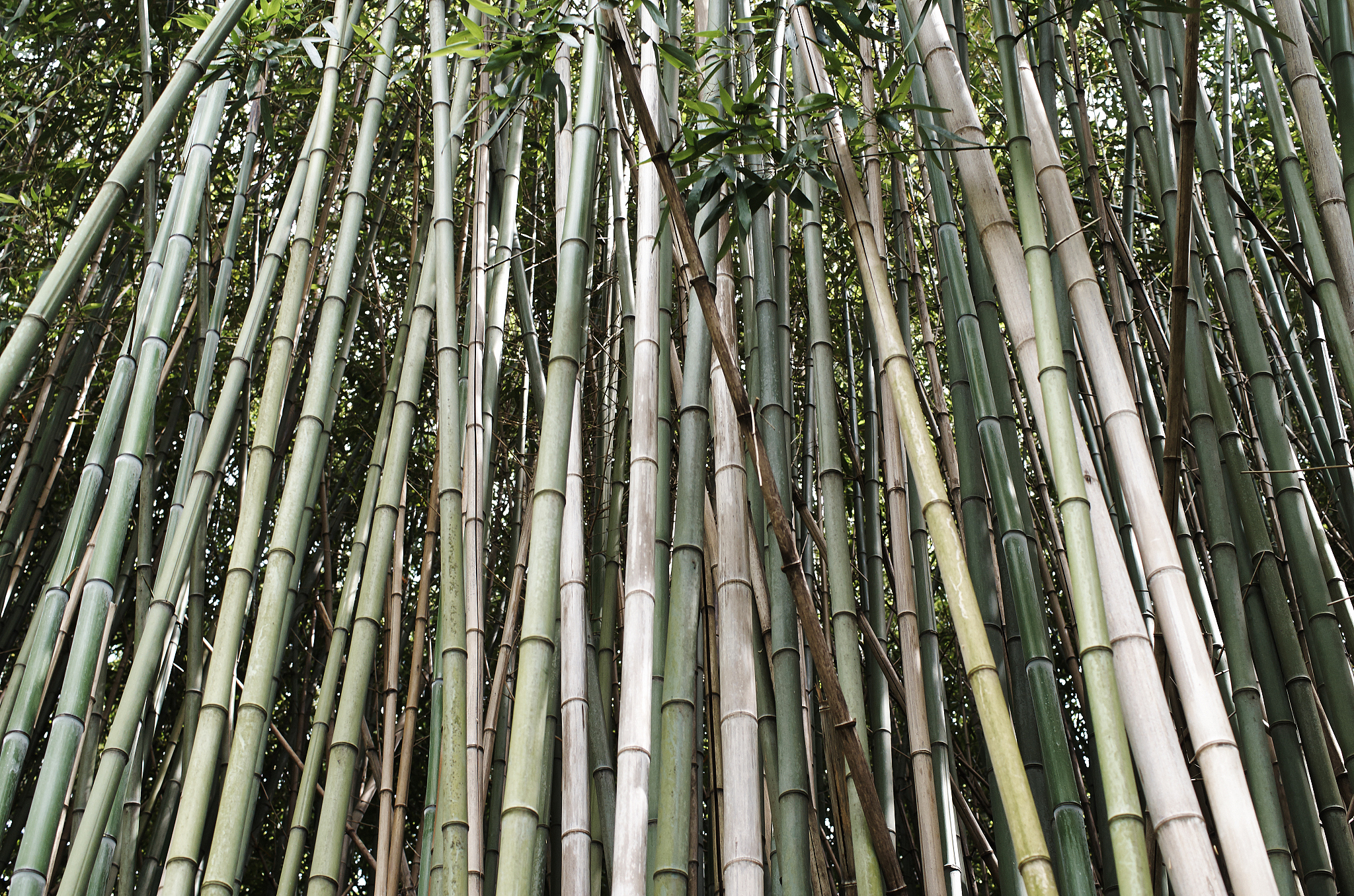 bamboo