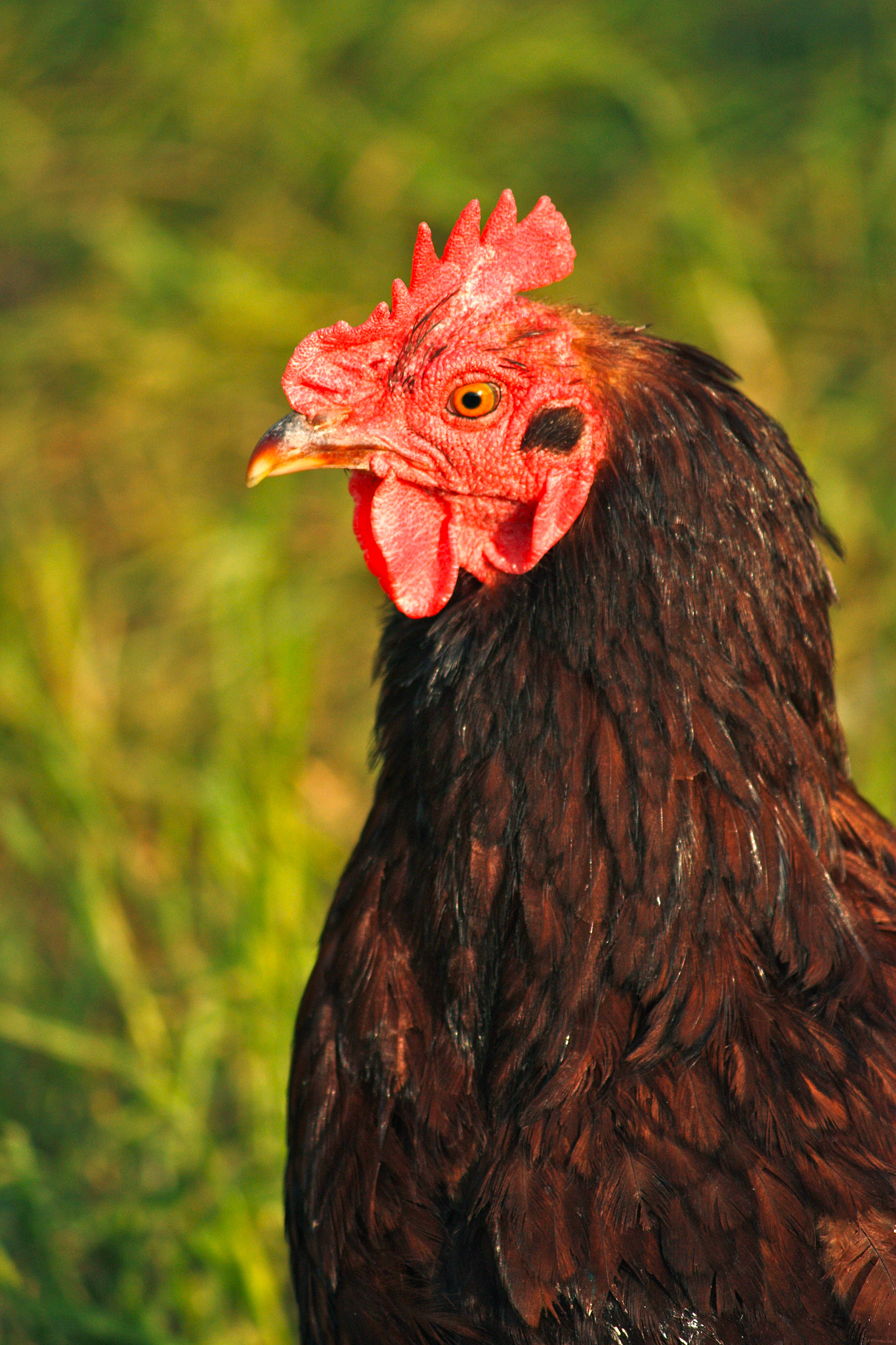 chicken