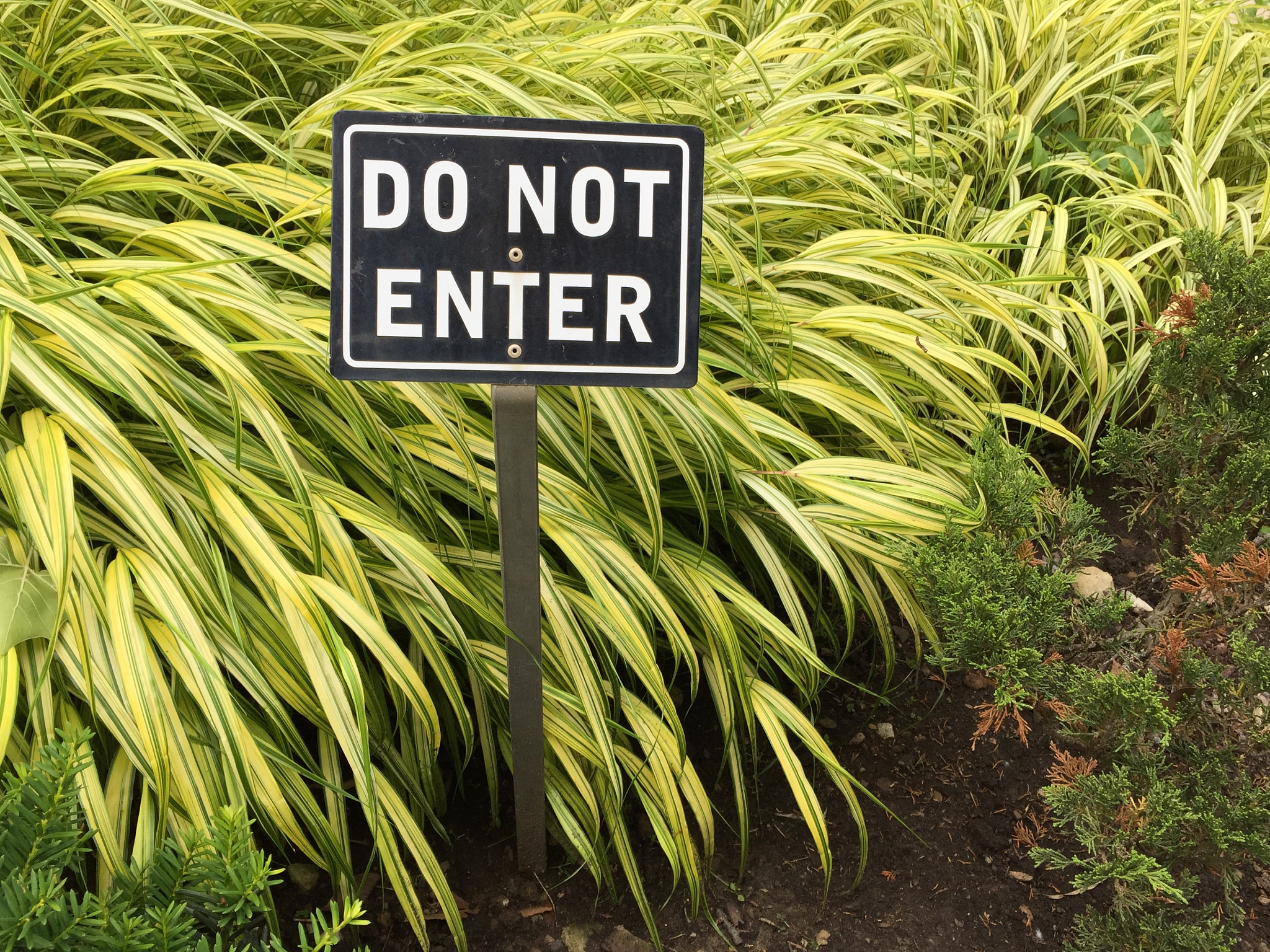 Who Wrote 'Leaves of Grass'? - The Author of This Iconic Poetry Collection