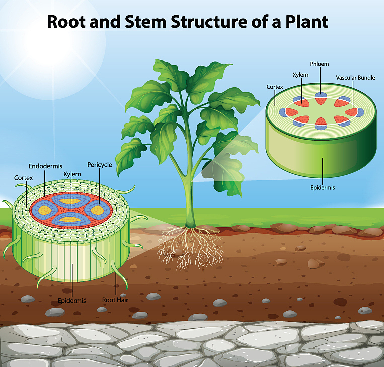 请按照nature发表期刊润色这段话的语法表达结构：A recent study showed irrigation increased soil water availability and reduced temperature to prevent seeds overheating postpone the effective grain-filling period and improv