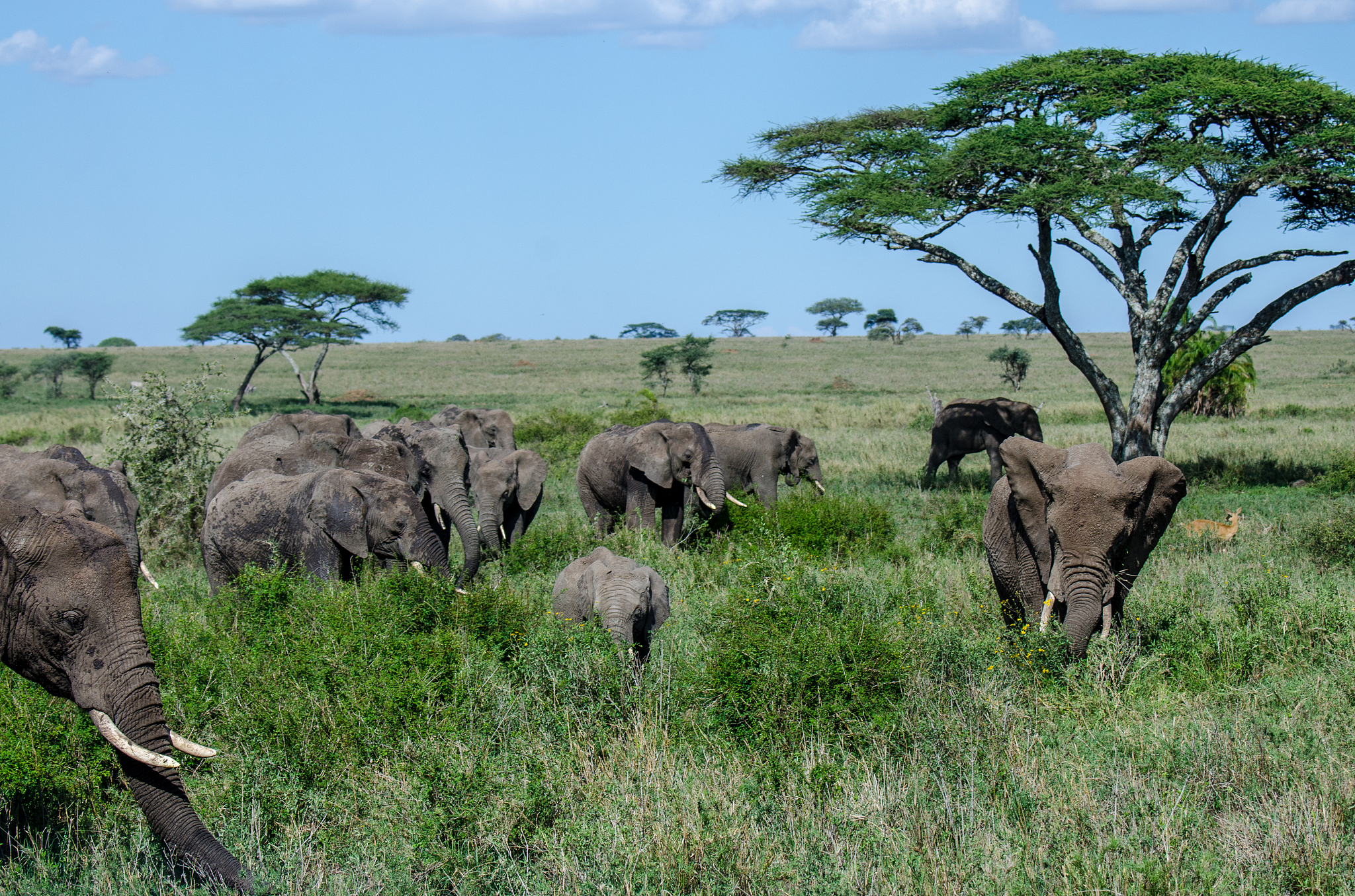 elephant herd walking in serengeti national park