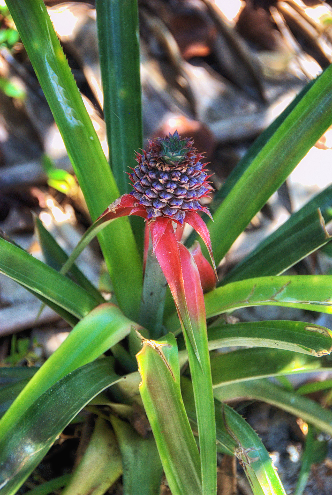 young wild pineapple plant