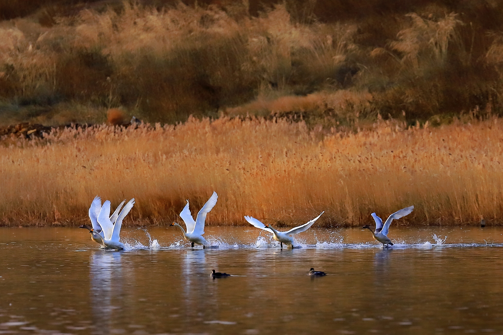 上海崇明东滩鸟类国家级自然保护区观鸟游径设计研究