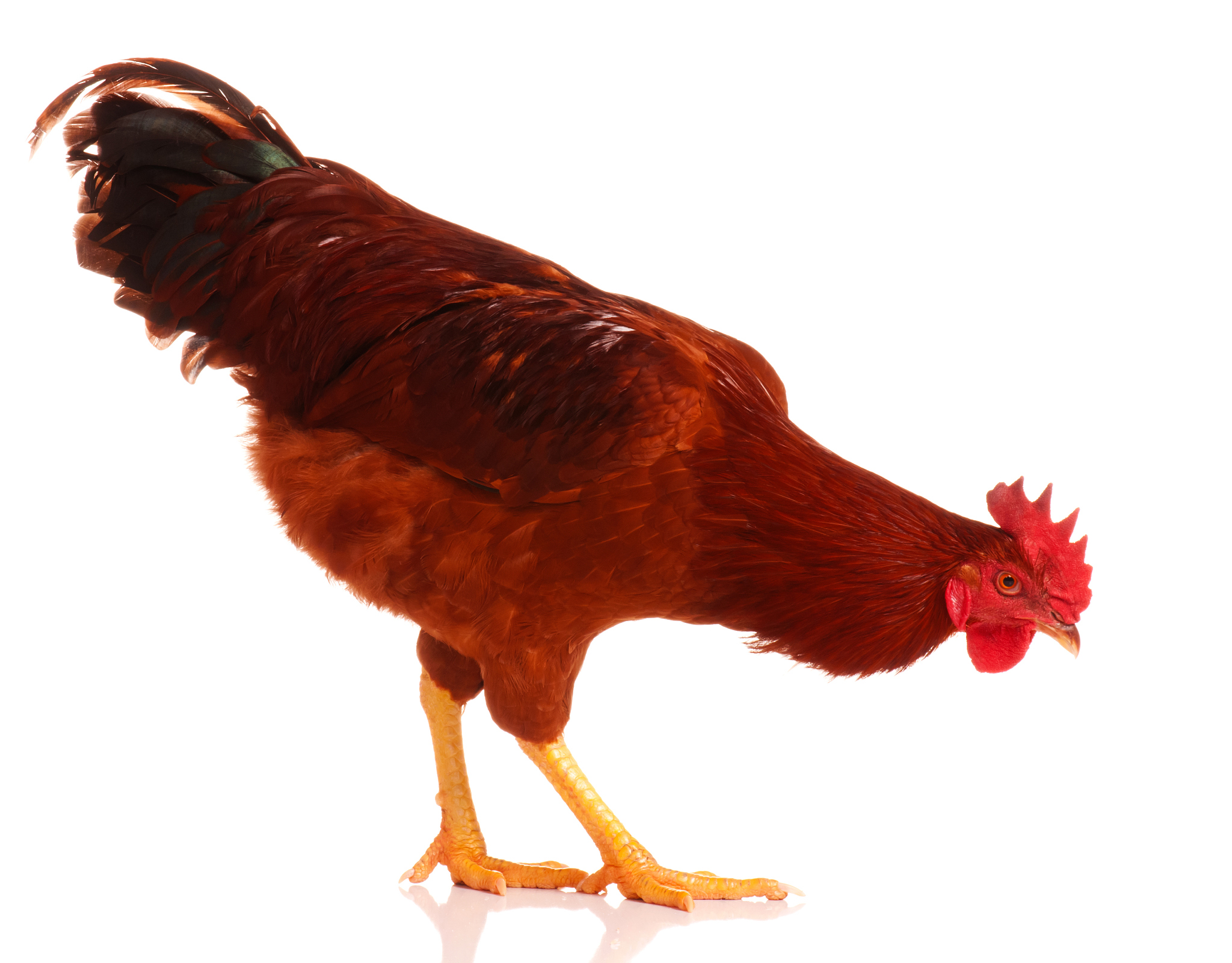 chicken
