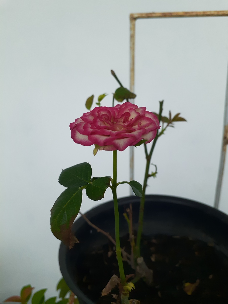 月季花养护技巧：浇水、施肥、修剪、防病虫害全攻略