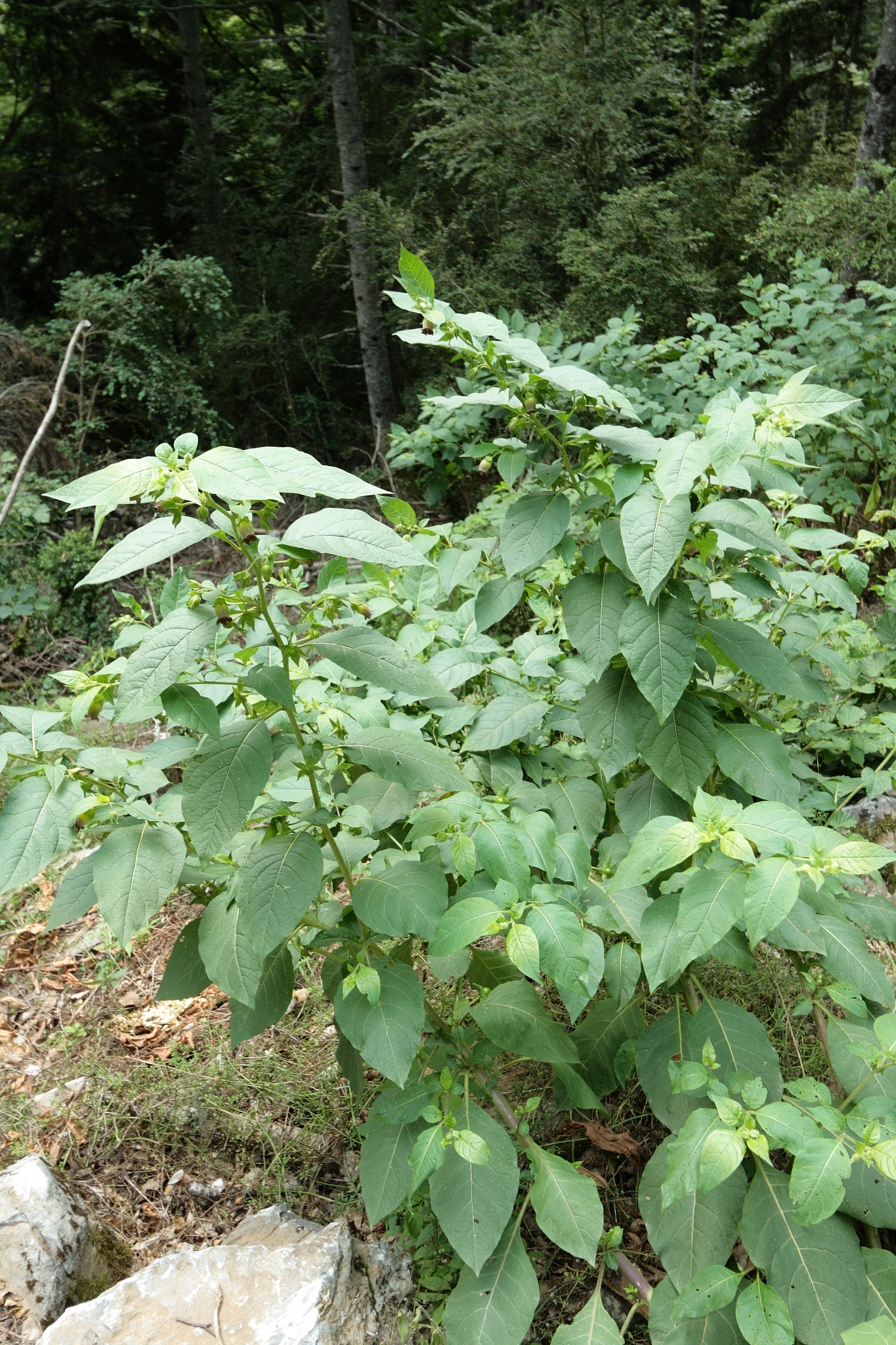 belladonna