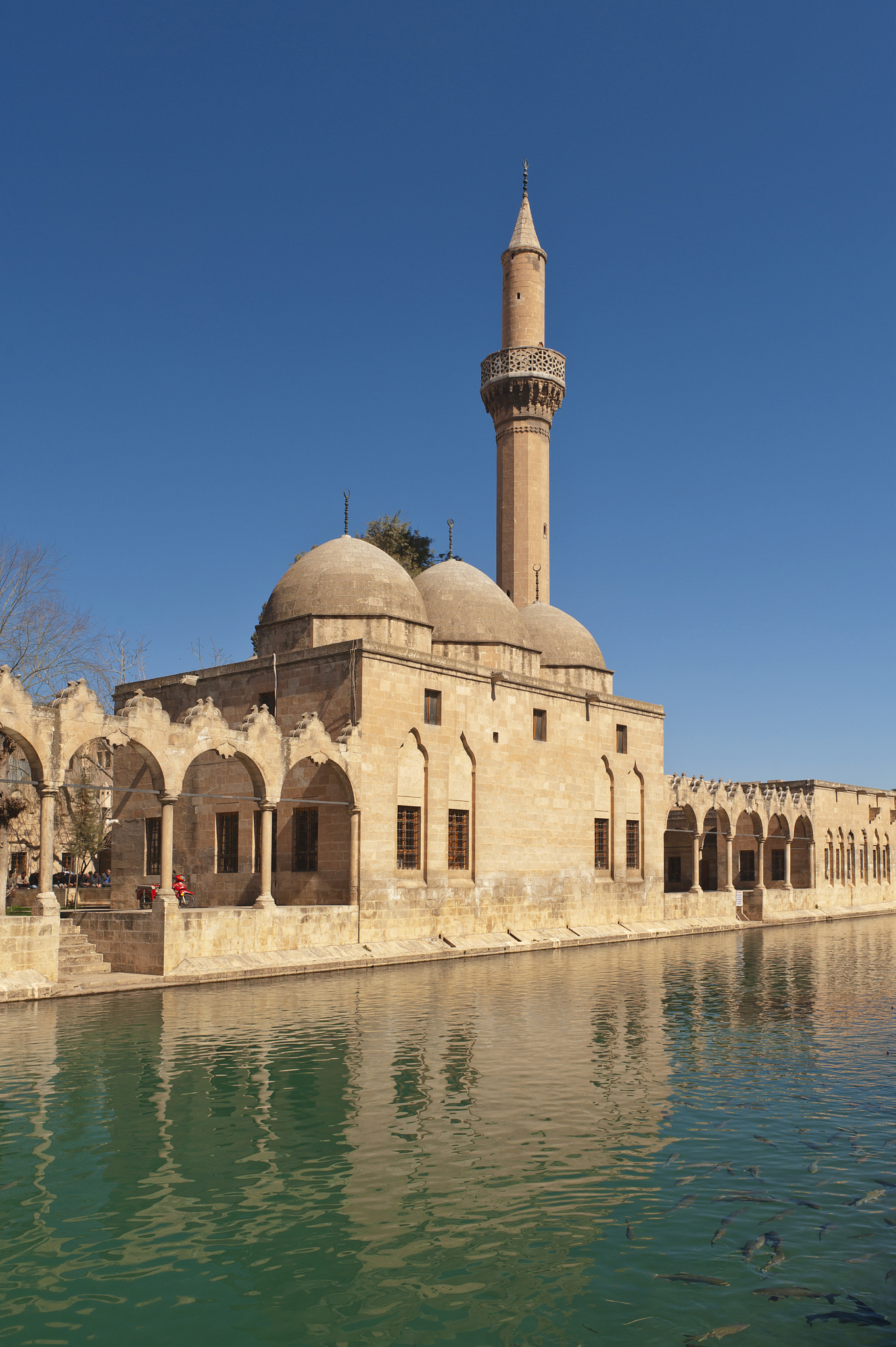 fishpond outside sanliurfa mosque.