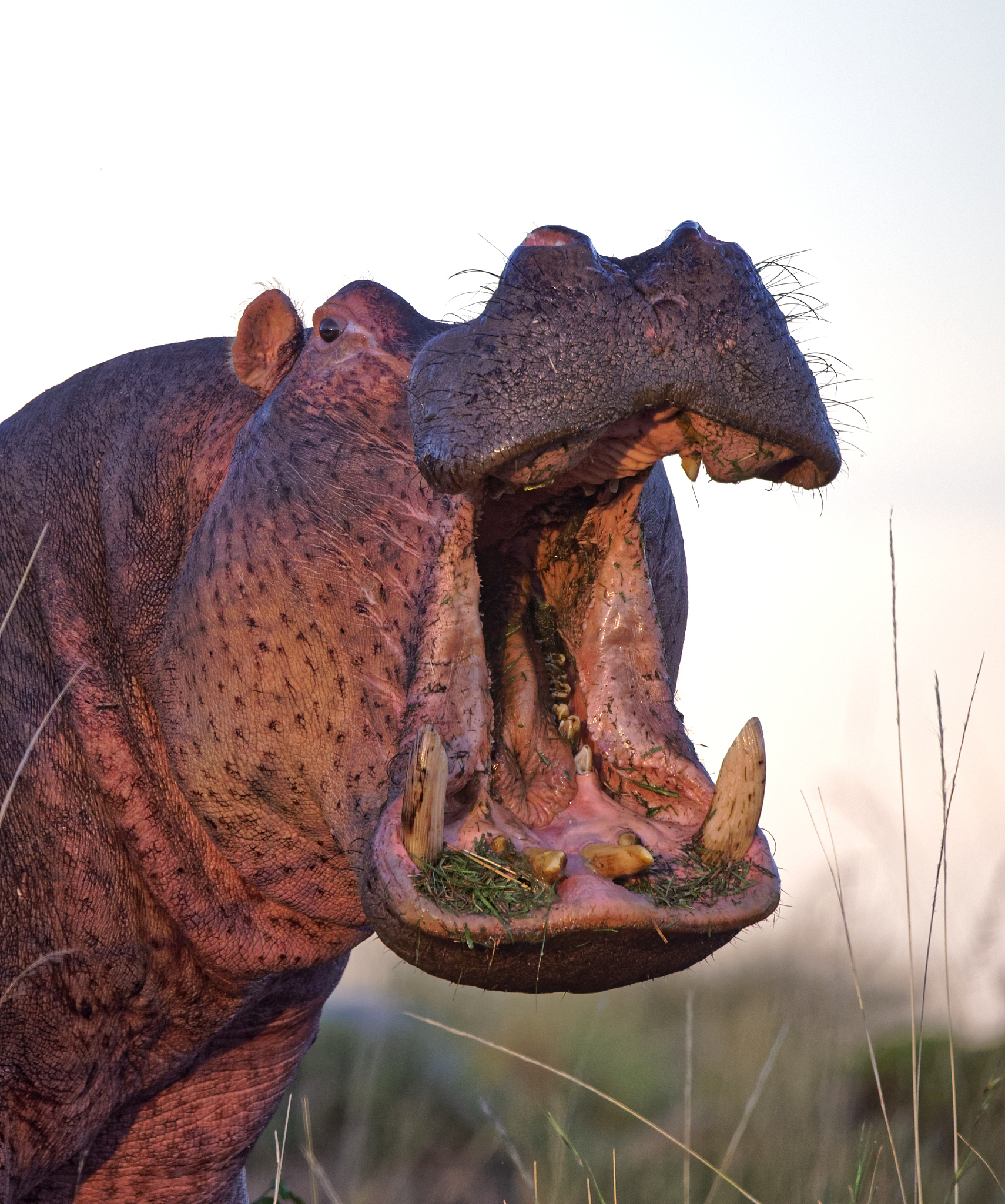 hippo (hippopotamus amphibius)