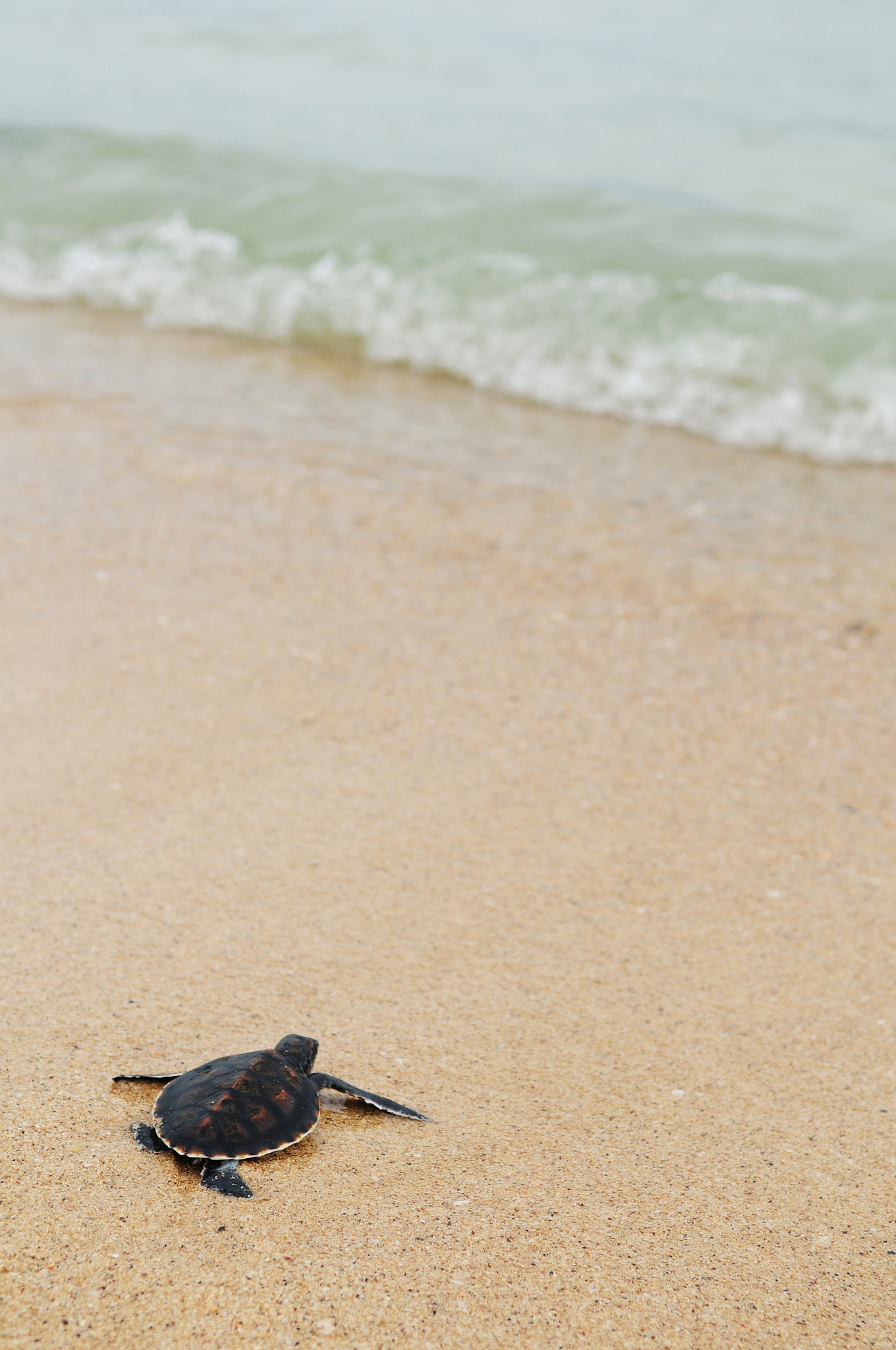 little turtle go oceans