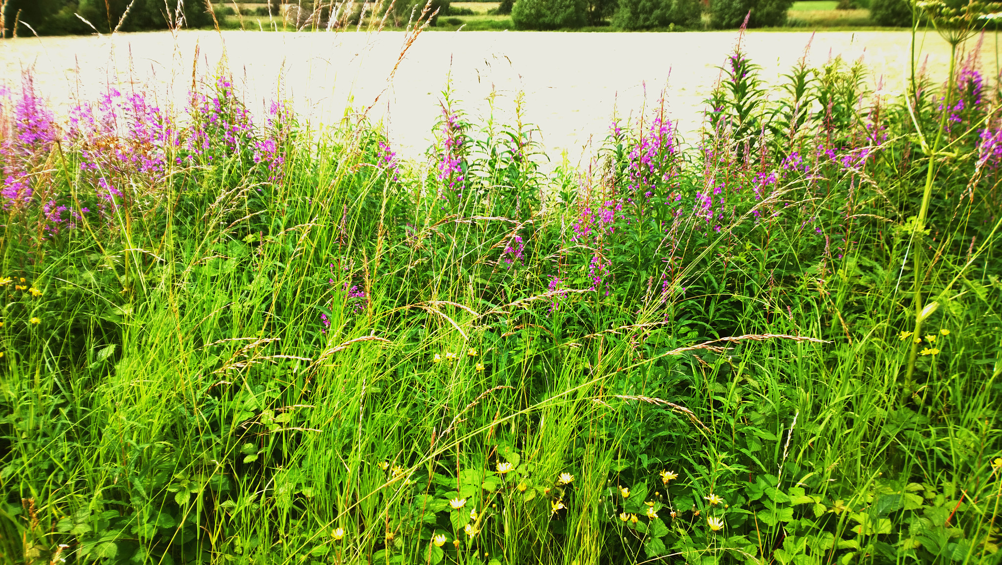 field