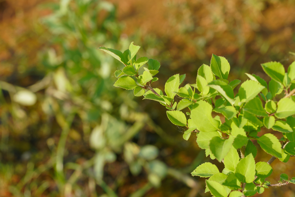 连翘种植有哪些技巧