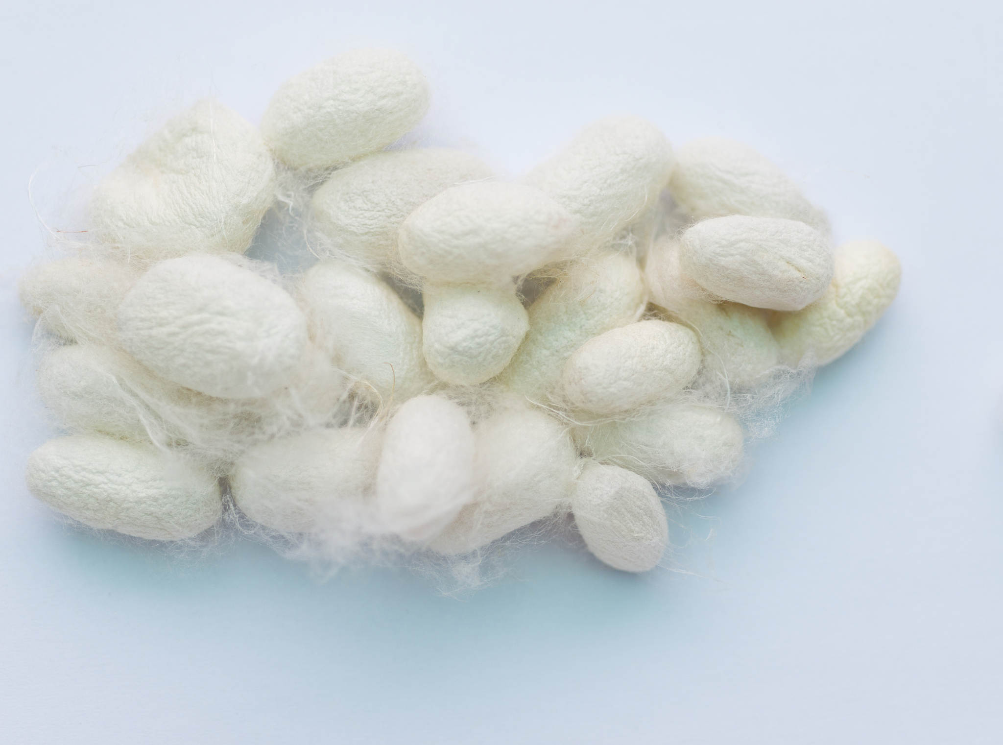 生丝是什么意思_词语生丝的意思