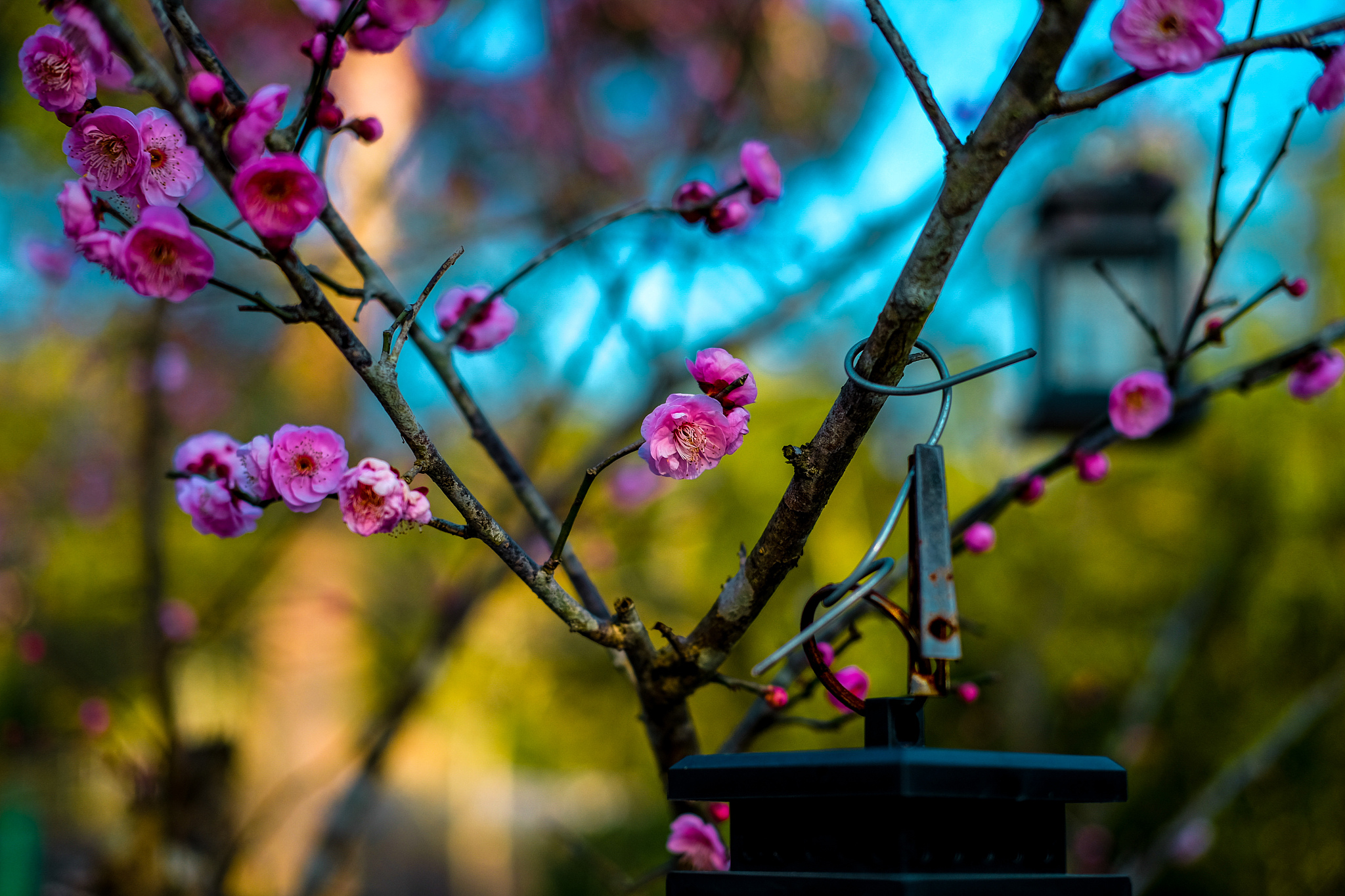 读书人的园林植物：桃花、梅花、竹子、榆树、紫藤