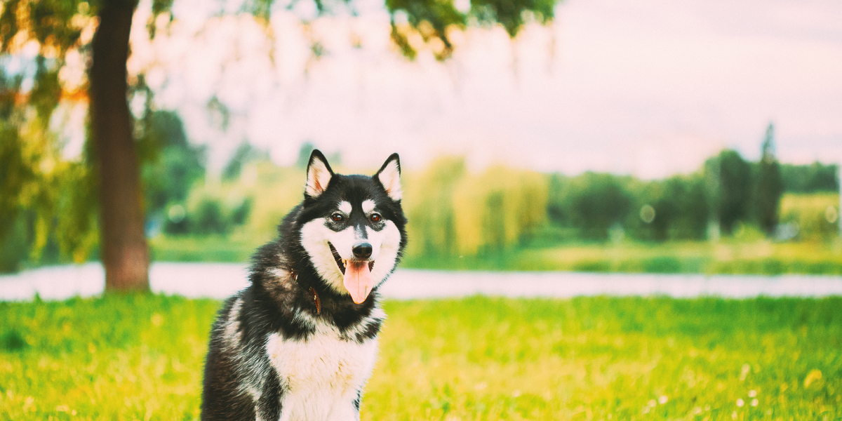 1200字关于萌宠大赏：这些可爱的小动物让你心情大好！