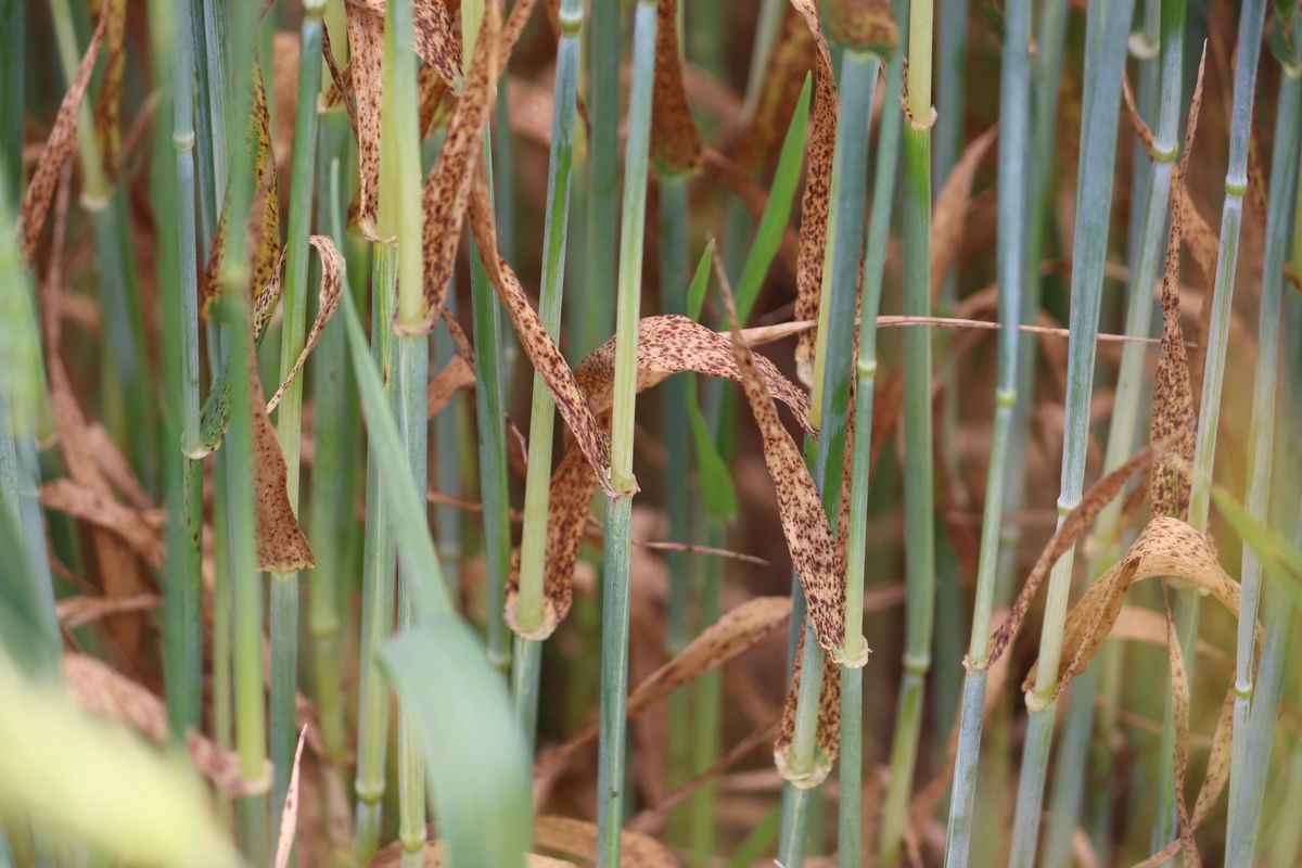 小麦叶锈病流行趋势及危害 - 中国农业病虫害