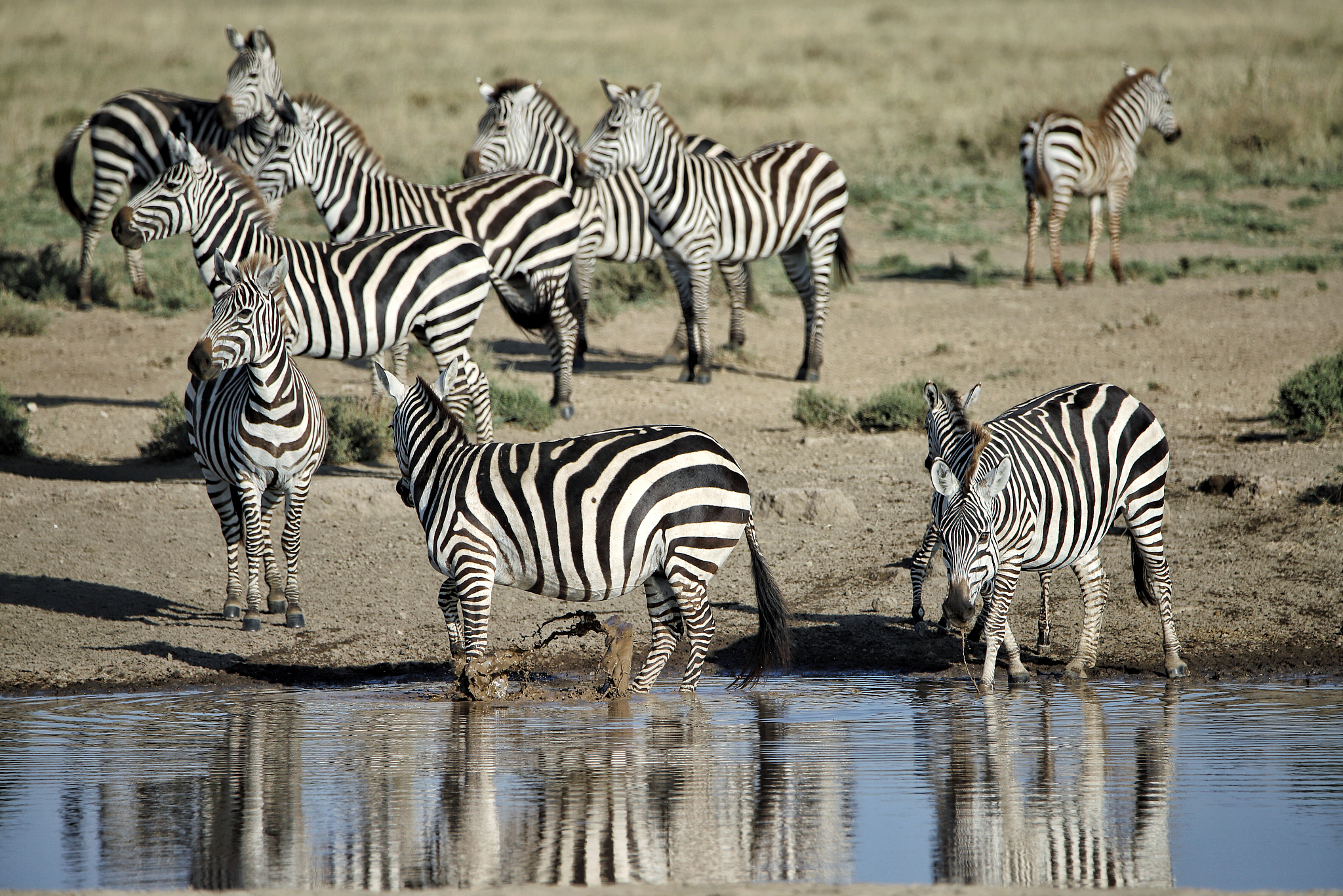 herd of zebras drinking at a well in the serengeti in tanzania