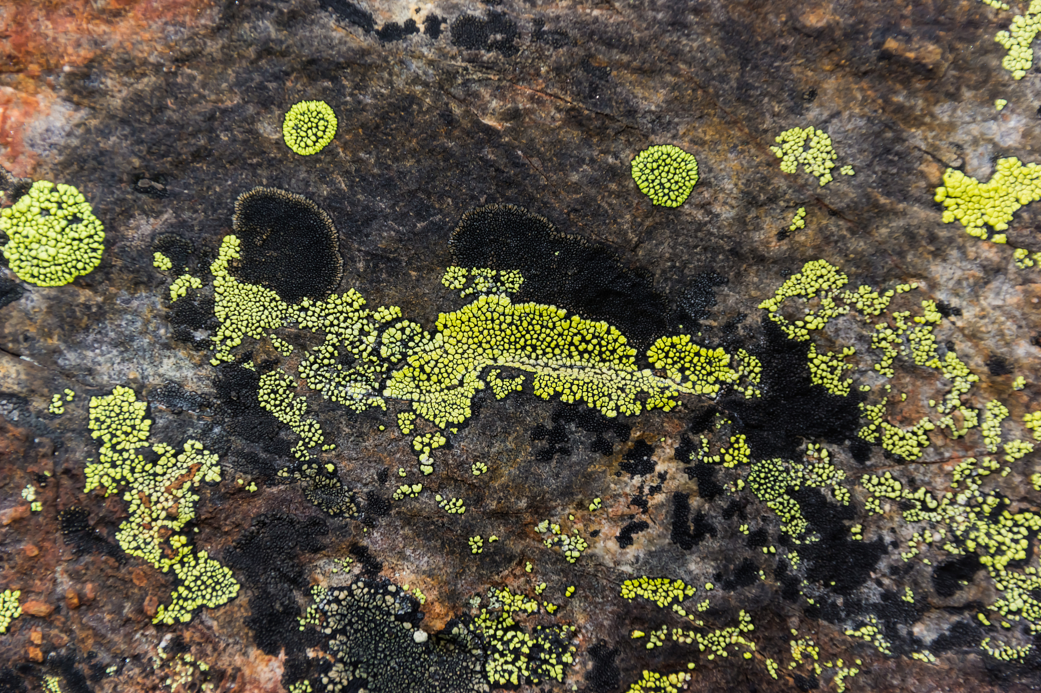 Can Toenail Fungus Be Cured? A Comprehensive Guide to Onychomycosis Treatment