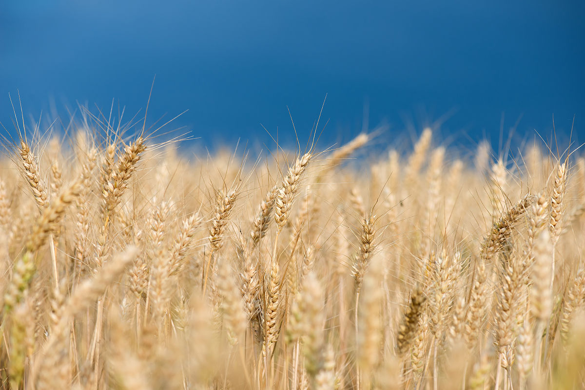 贵州畜牧兽医学校饲料与动物营养专业2022年招生