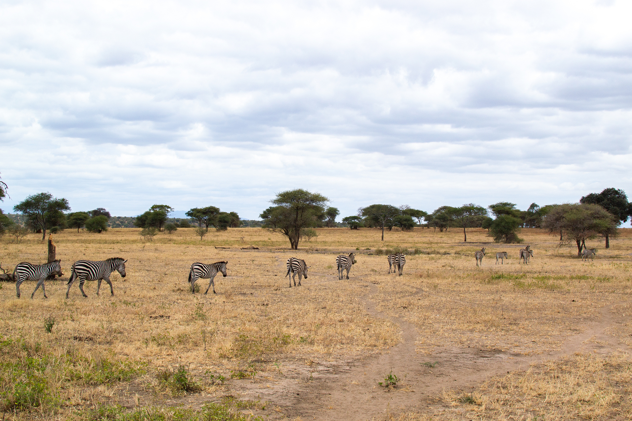 group of zebras walking in the savannah of tarangire national pa