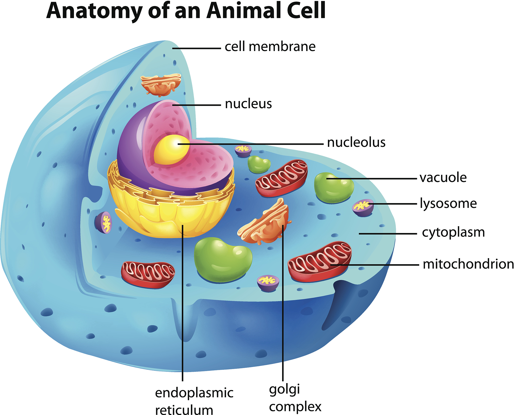 Construction of pEGFP-N1-MIC1 Plasmid and Its Effects on Mouse Forestomach Carcinoma Cells
