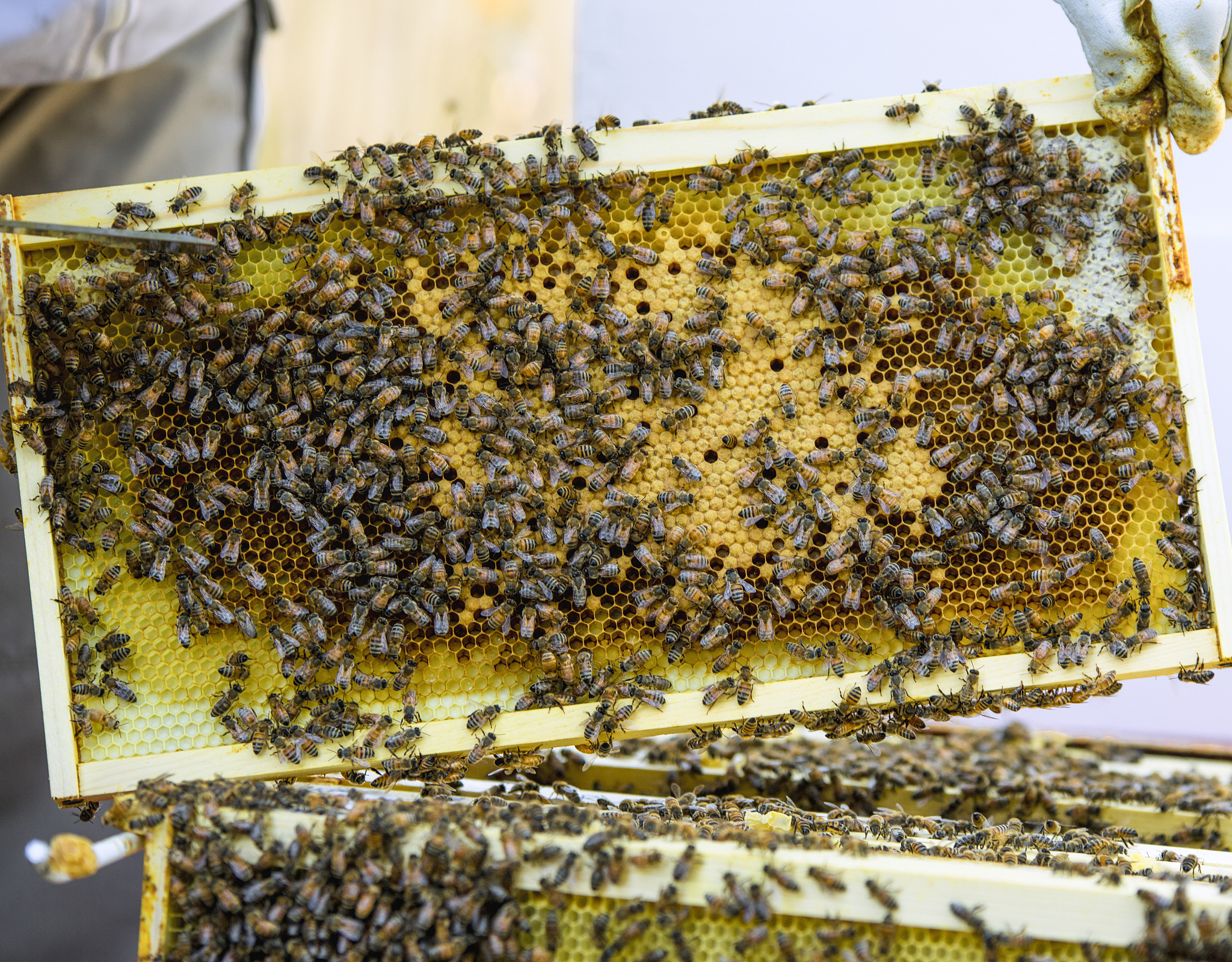 请不少于800汉字的博客文章语言要幽默风趣不要和网上的文章有重复。主题是：蜜蜂进屋十大预兆家中来了一窝蜜蜂是何预兆家里来蜜蜂是什么预兆