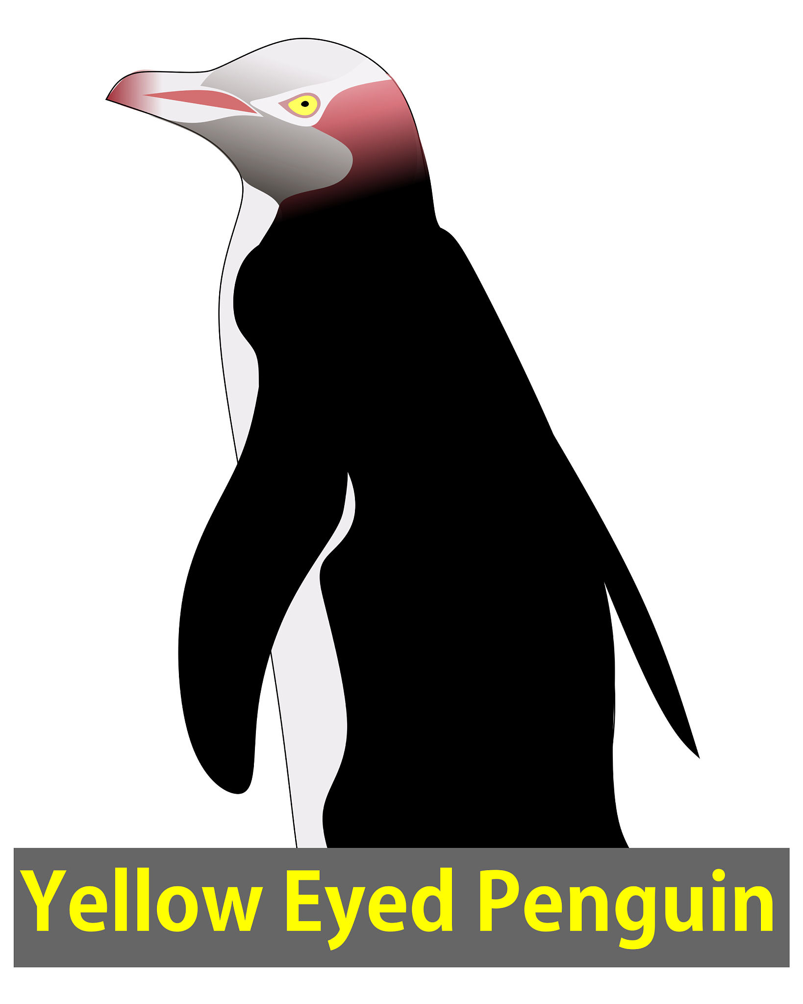 yellow eyed penguin from new zealand