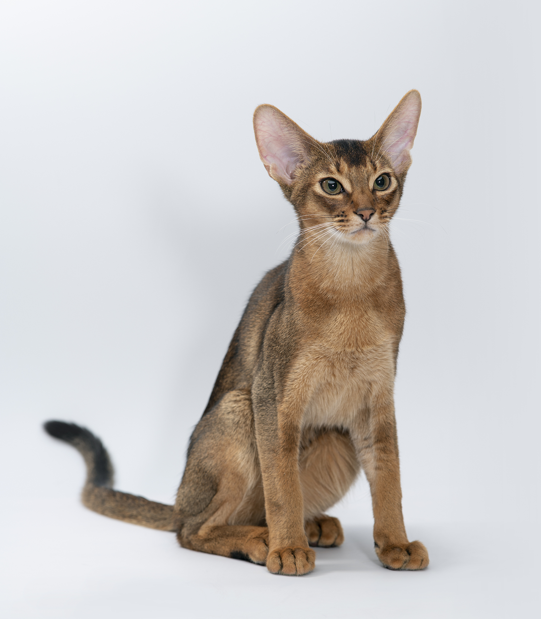 仿写《猫》第二自然段