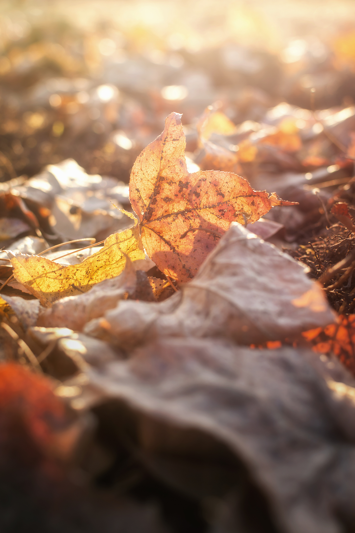 描写秋的诗句有哪些