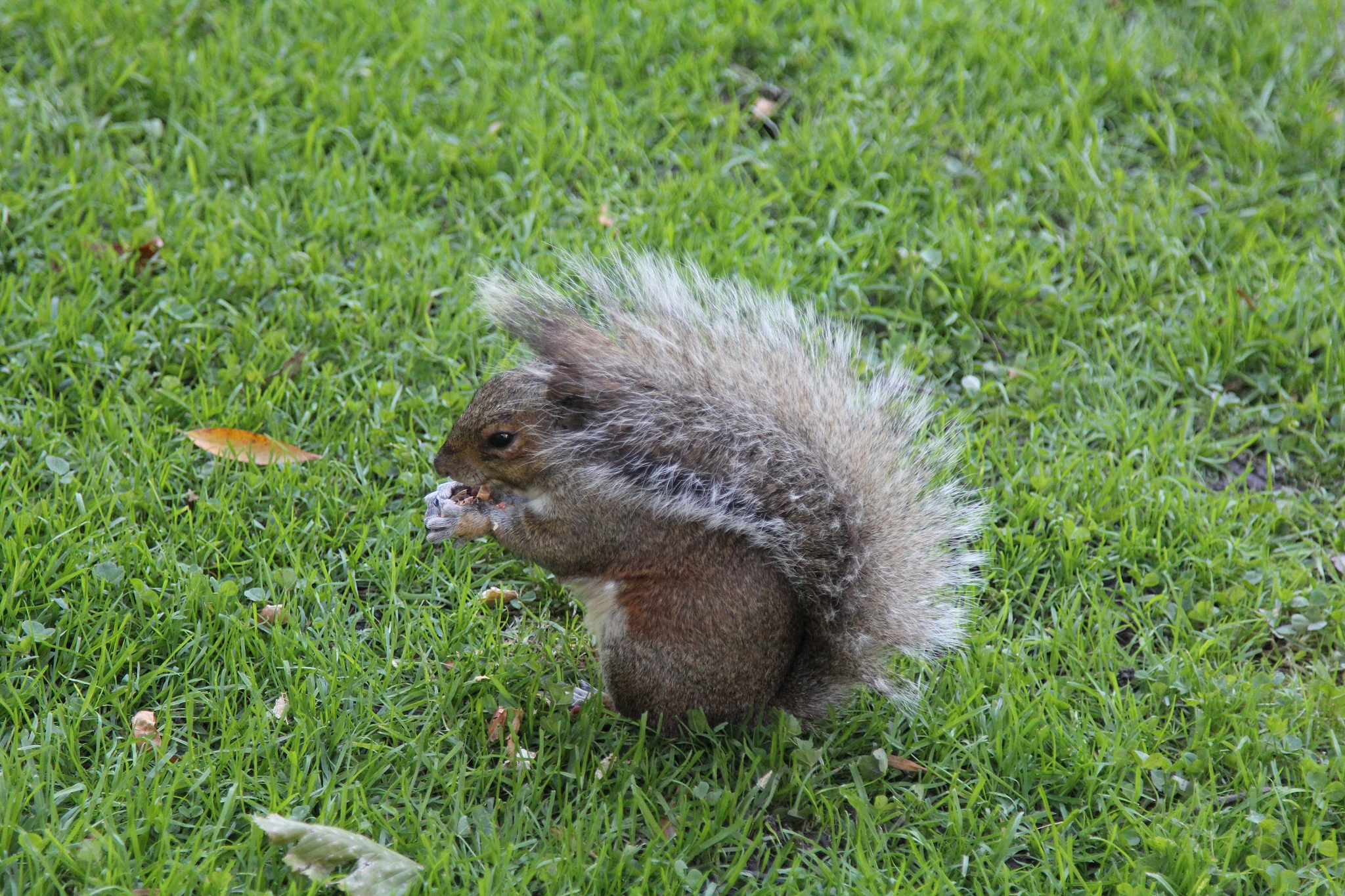肇庆市三只松鼠仓库管理流程存在问题、员工管理存在问题、仓库设备管理存问题研究的研究结论与建议
