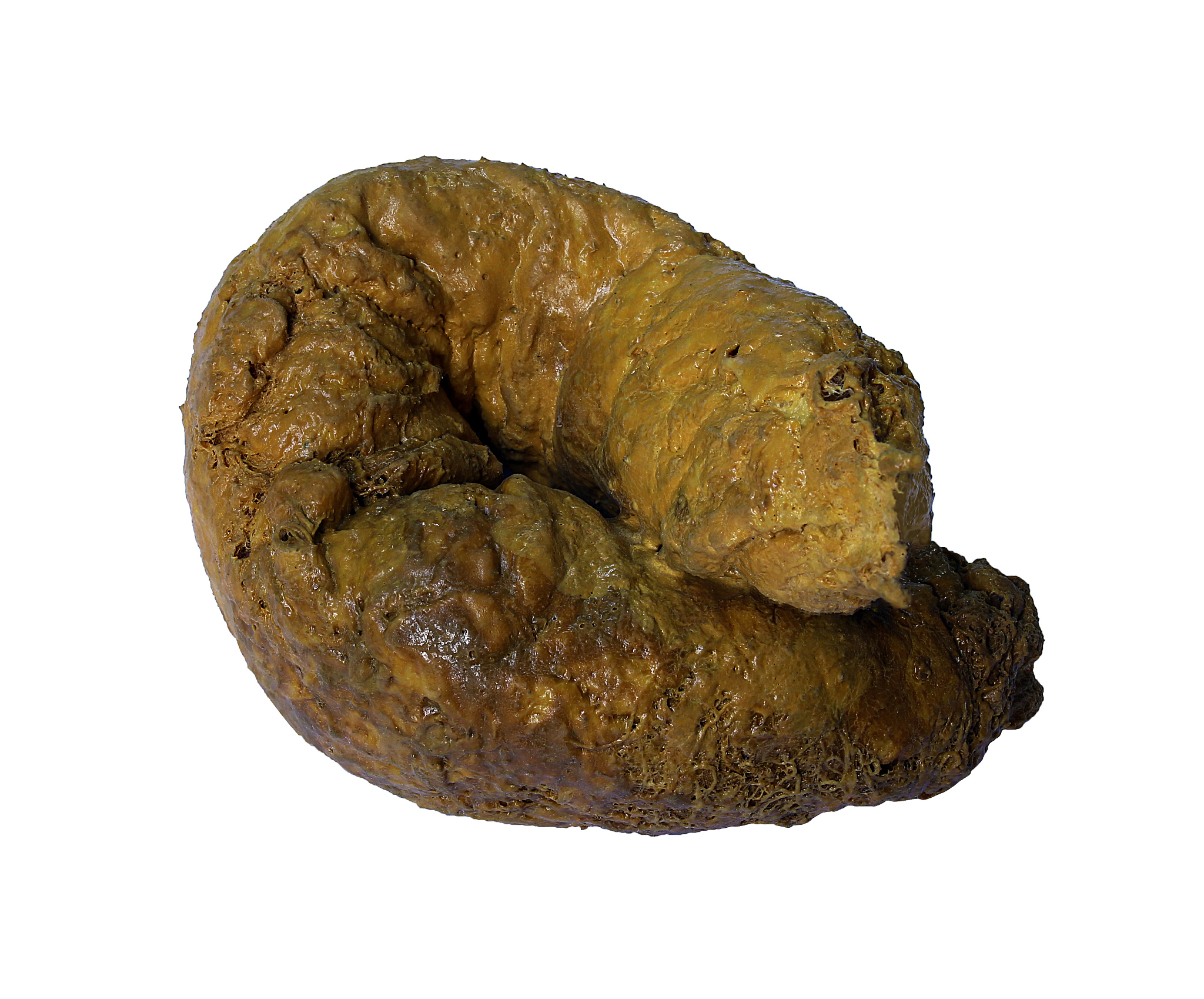 白色,分离着色,排泄物,动物粪便,褐色,水平画幅,无人,摄影