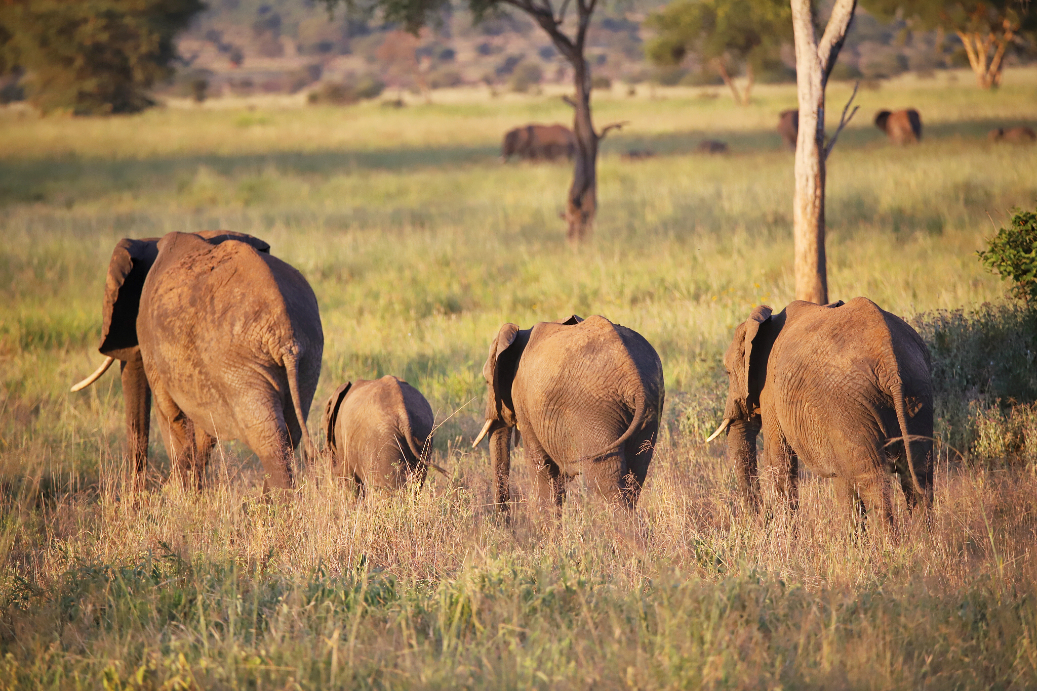 herd of elephants in the serengeti park of tanzania