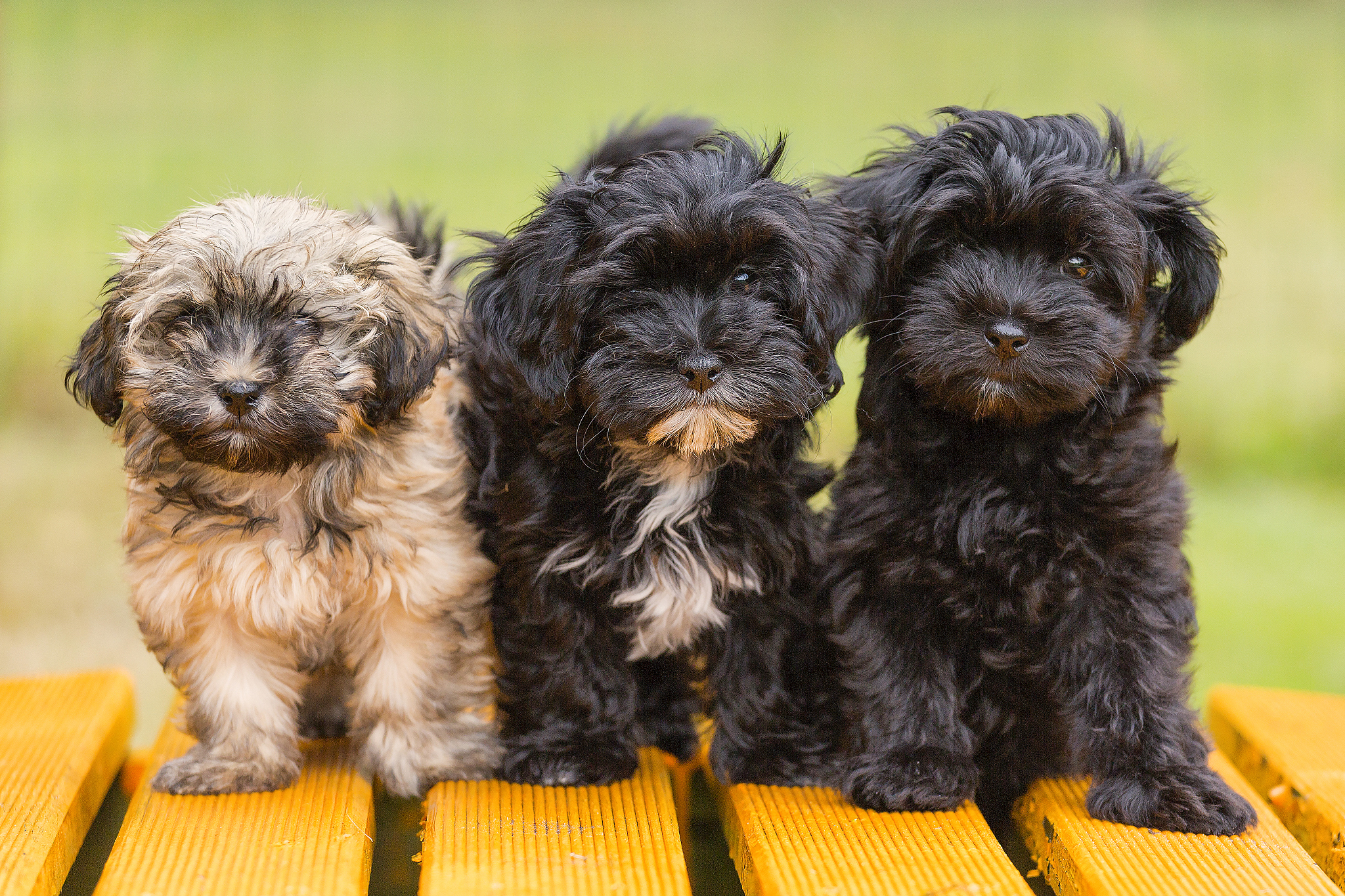 云顶之弈S9.5最强阵容推荐：六法师阵容详解