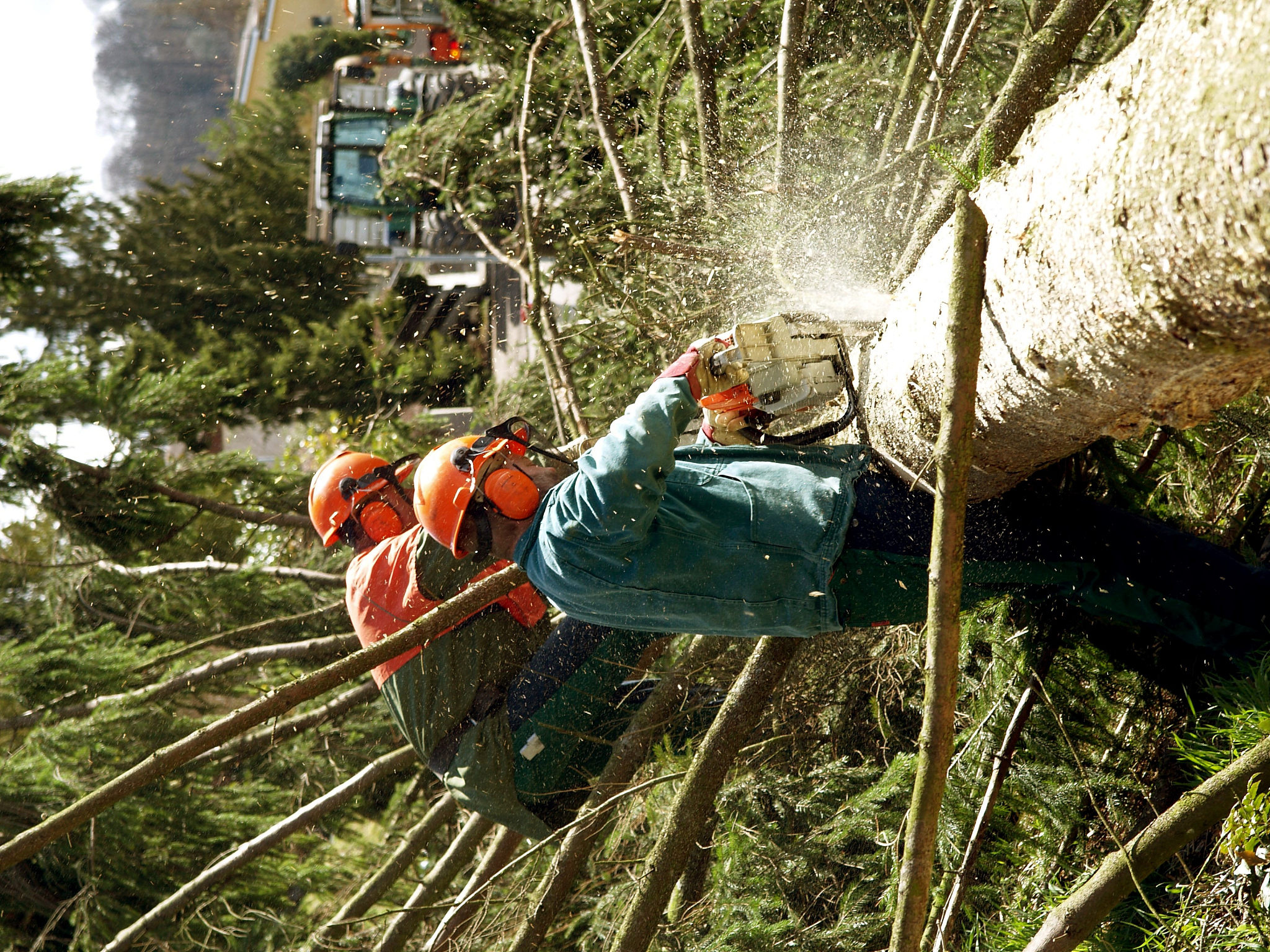 lumberjacks with power saw