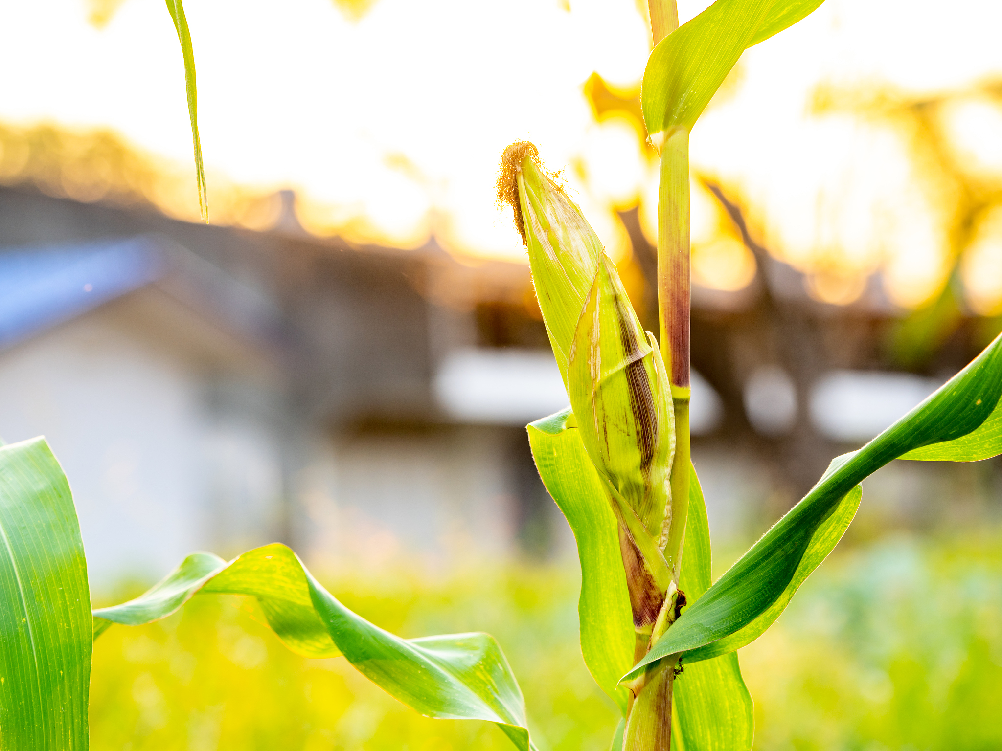 Yield-Density Relationship in Maize Production: A Comparative Study of China and the US
