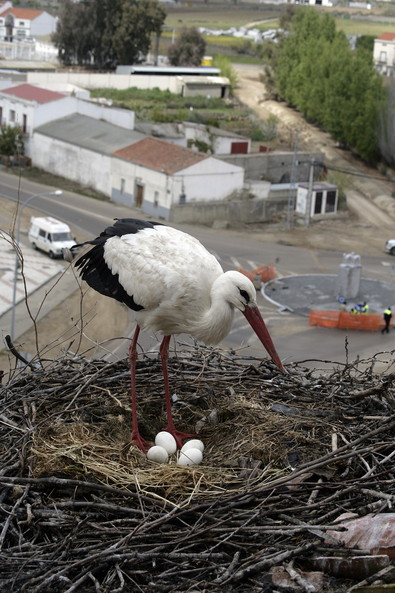 辽东白鹤是什么意思_词语辽东白鹤的意思