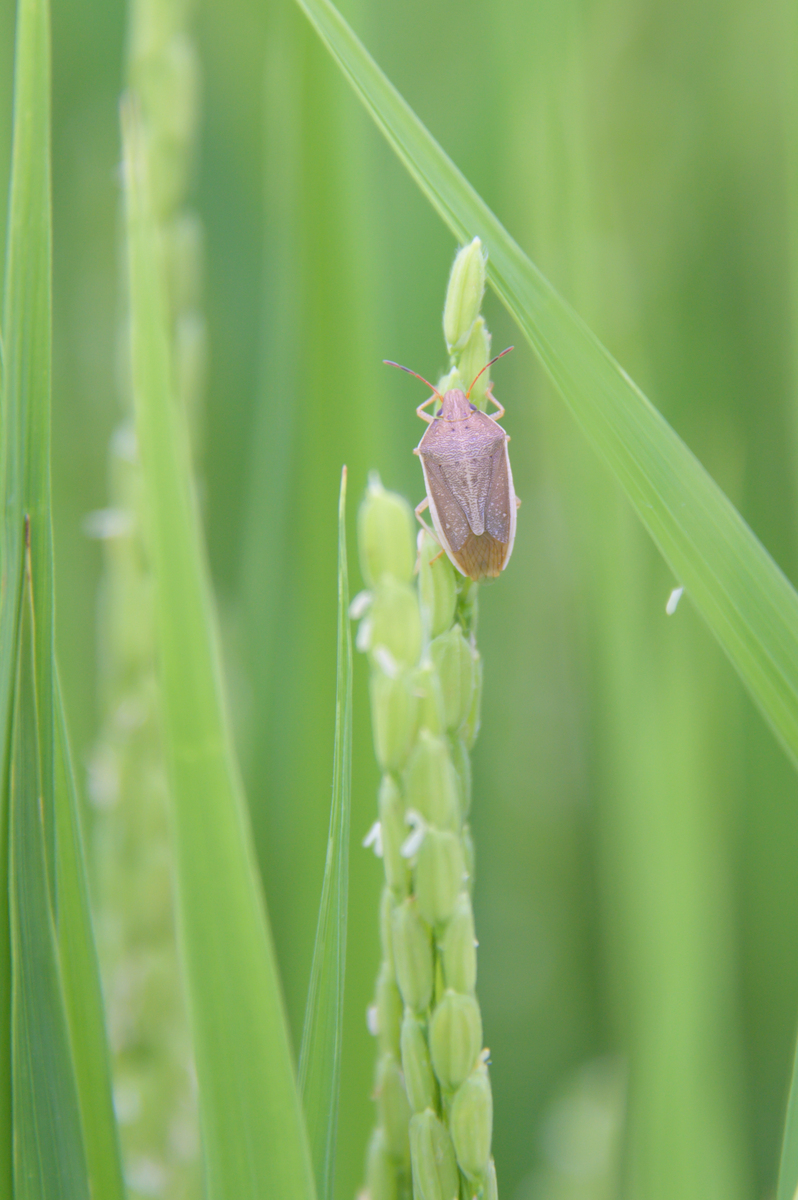 小麦虫害研究文献综述：生物学特性、发生规律与防治措施