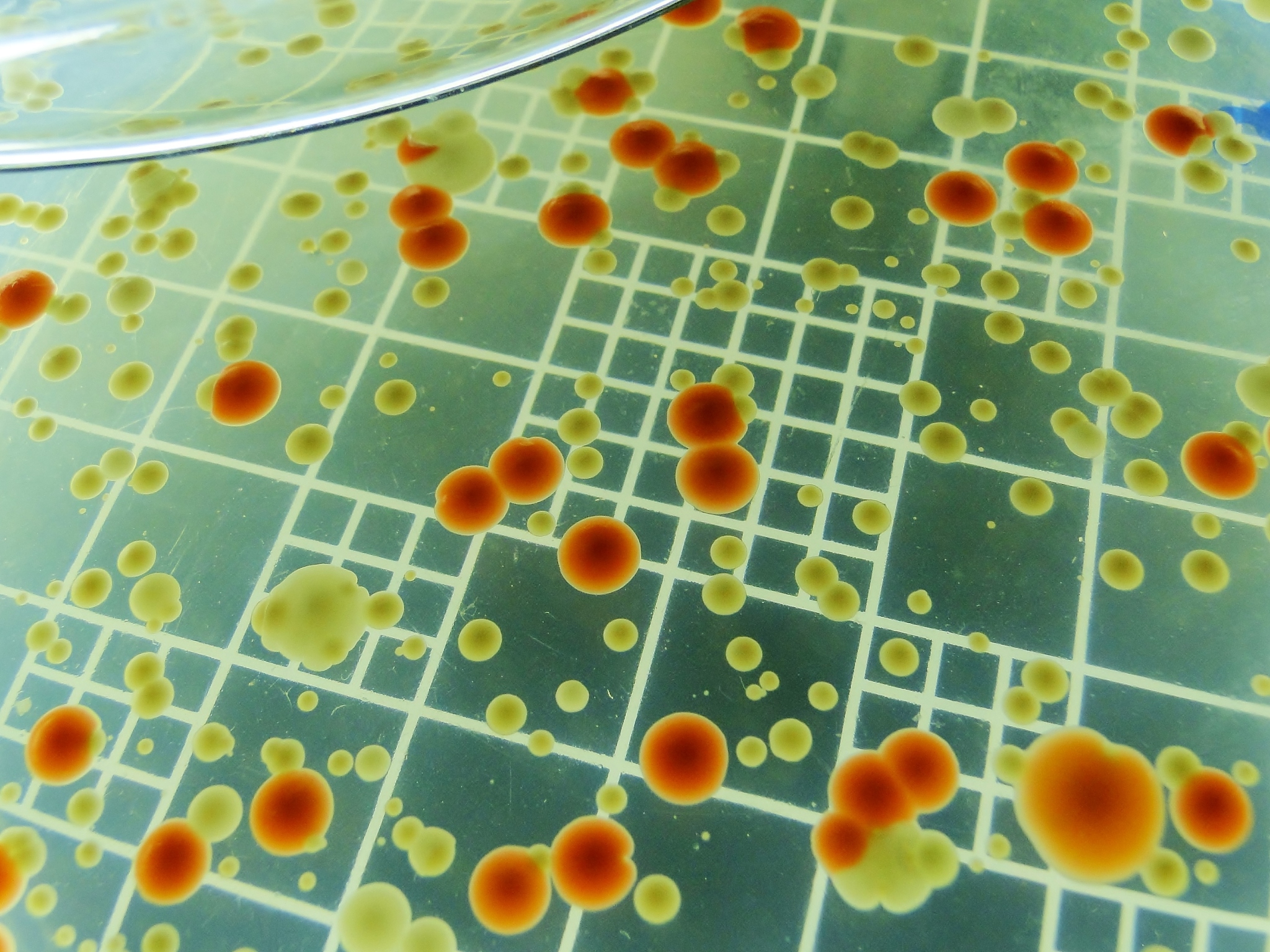 可以用来配置电子显微镜的正染色液的化学药品有哪些？