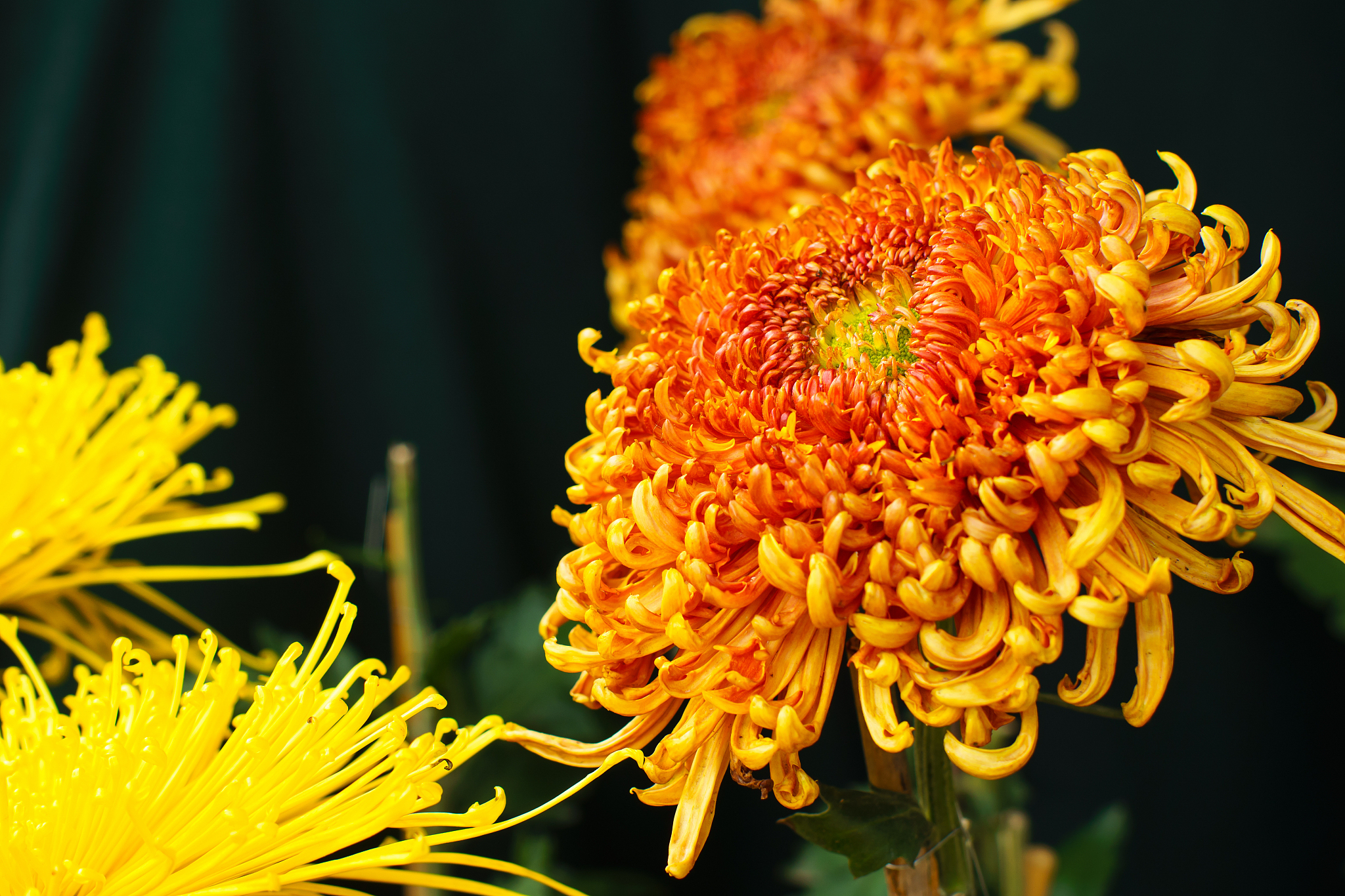 梧桐已栽花已开，下联：菊花正茂月正圆 - 对联欣赏