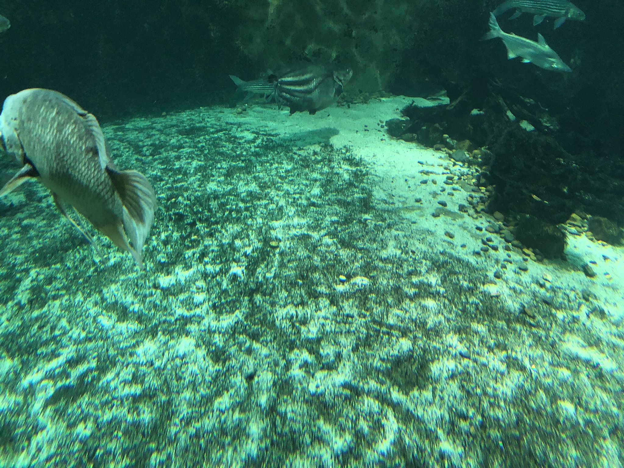 fish underwater